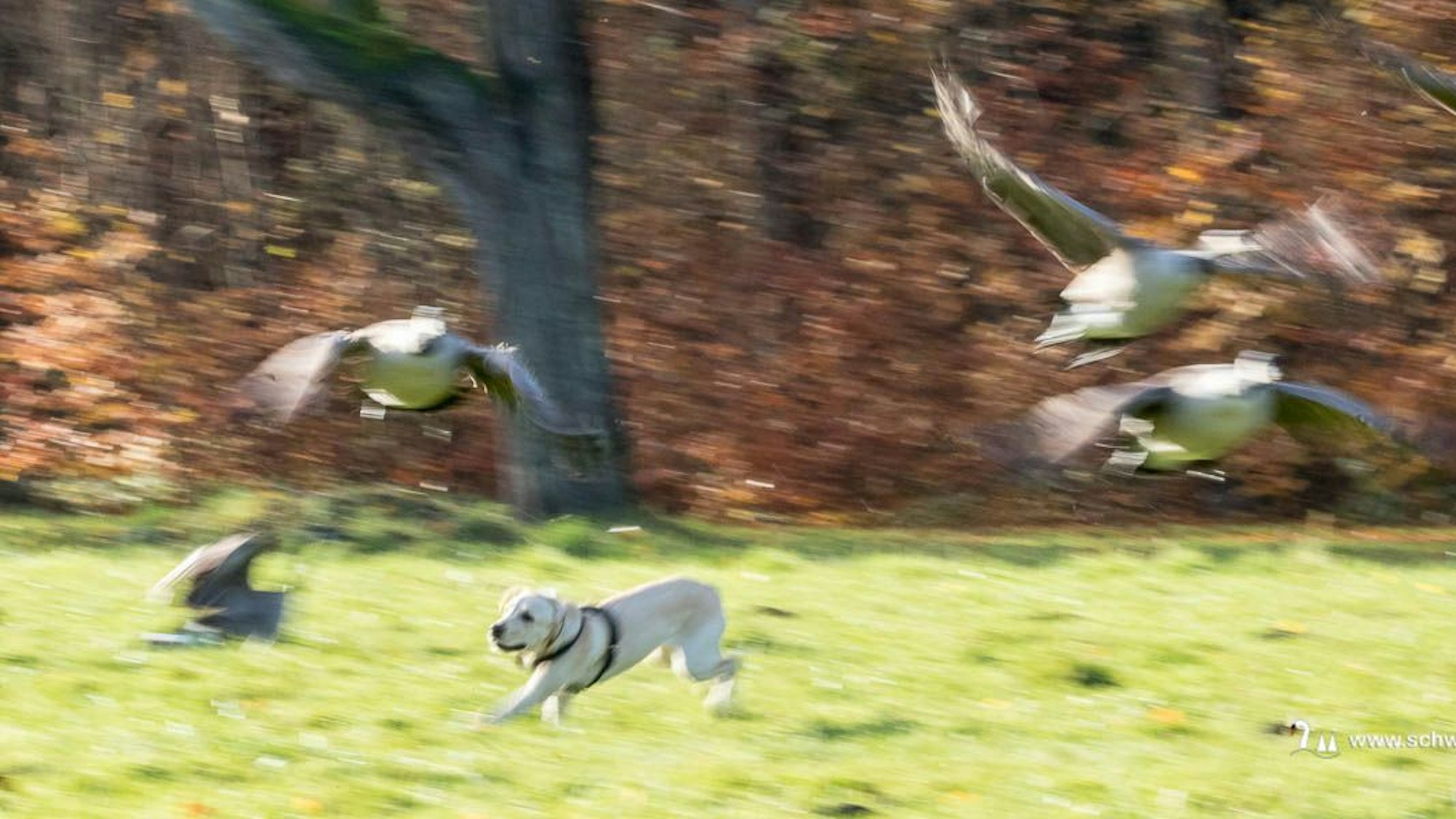 Ein Hund jägt Gänsen und Schwänen hinterher.