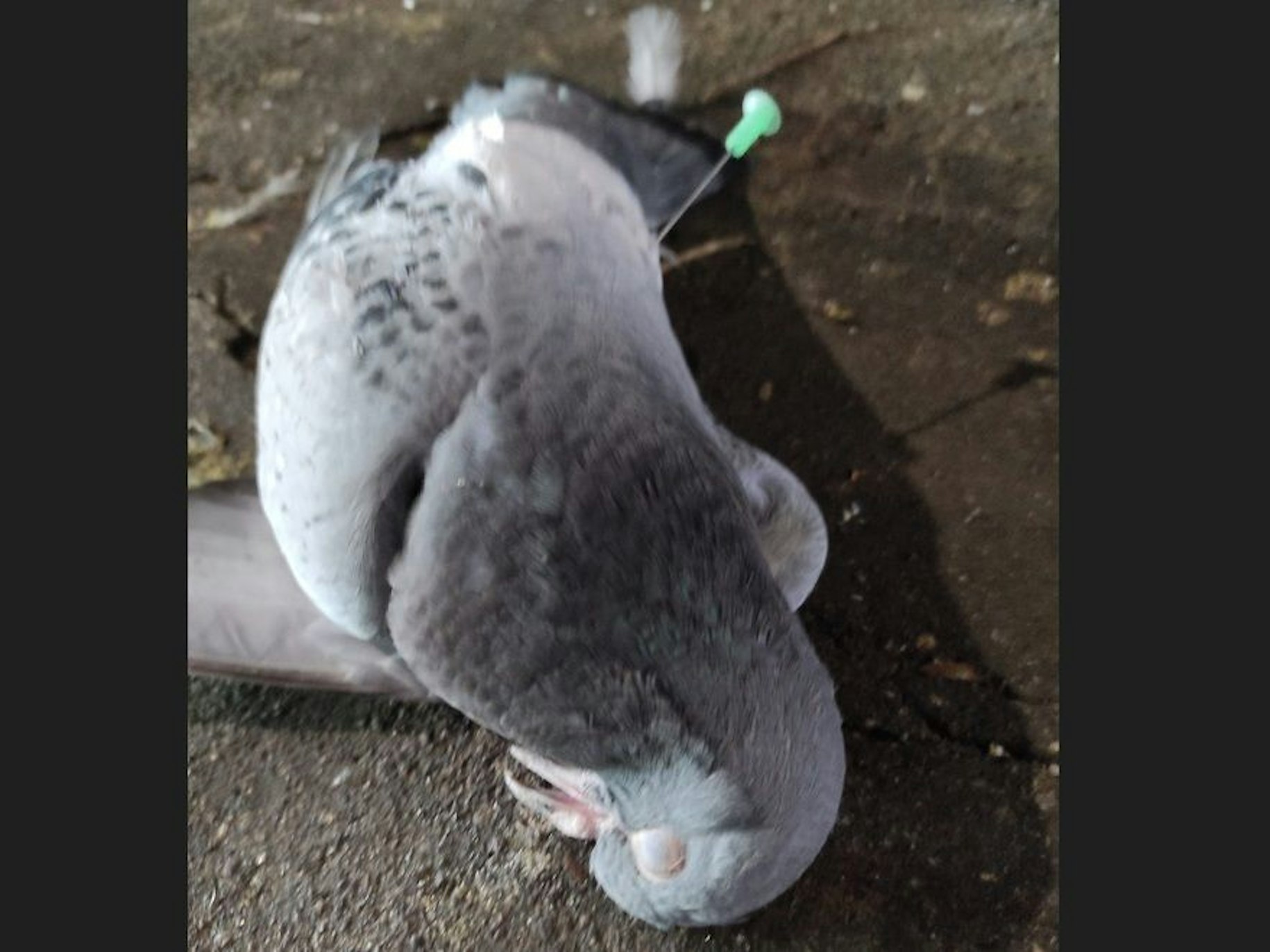 In einer toten Taube steckt ein Blasrohrpfeil.