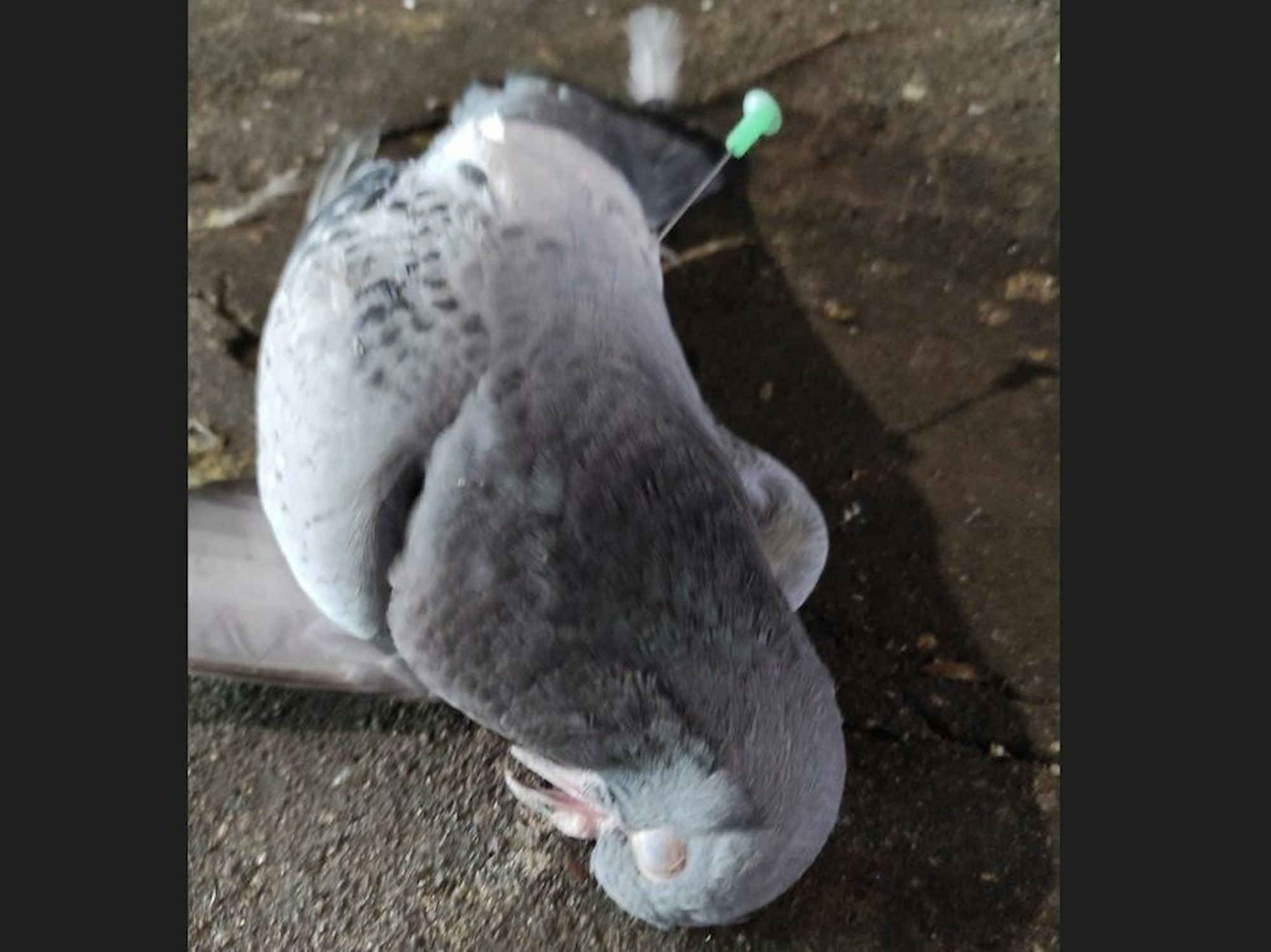 In einer toten Taube steckt ein Blasrohrpfeil.