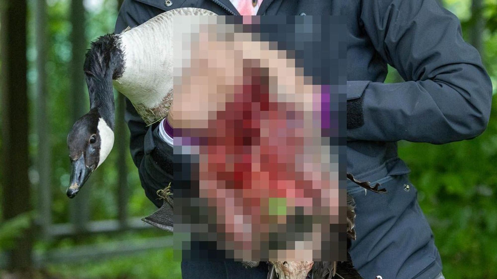 Bei der brutalen Attacke eines Hundes ist ein Schwan schwerverletzt worden.