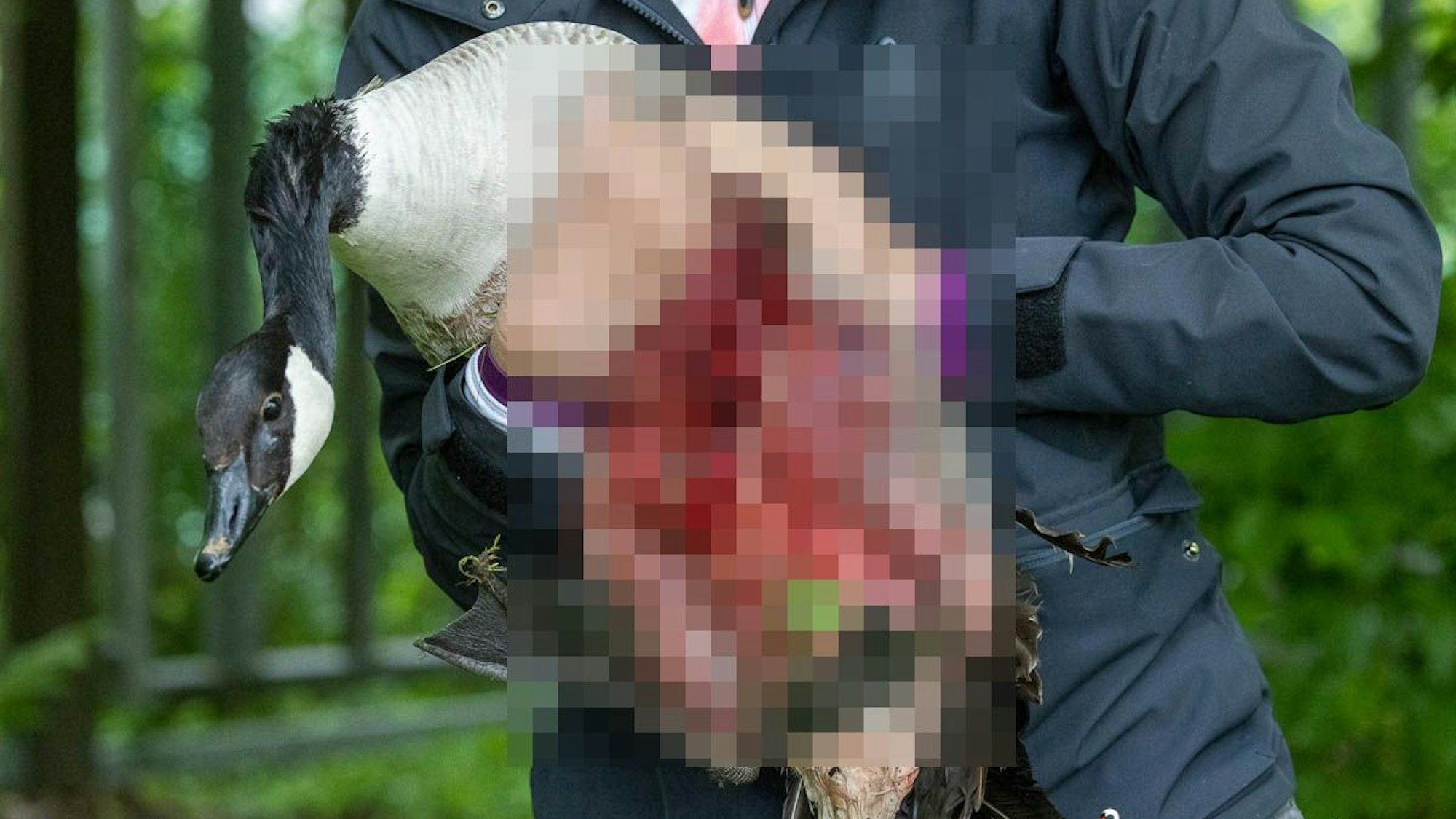 Bei der brutalen Attacke eines Hundes ist ein Schwan schwerverletzt worden.