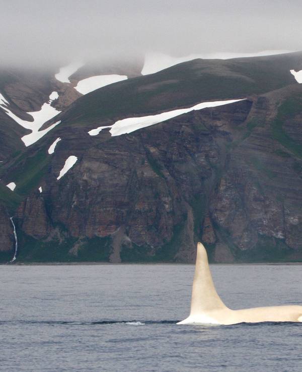 Das undatierte Handout-Foto zeigt einen weißen, „Iceberg“ getauften Schwertwal (Orcinus orca) in russischen Gewässern.