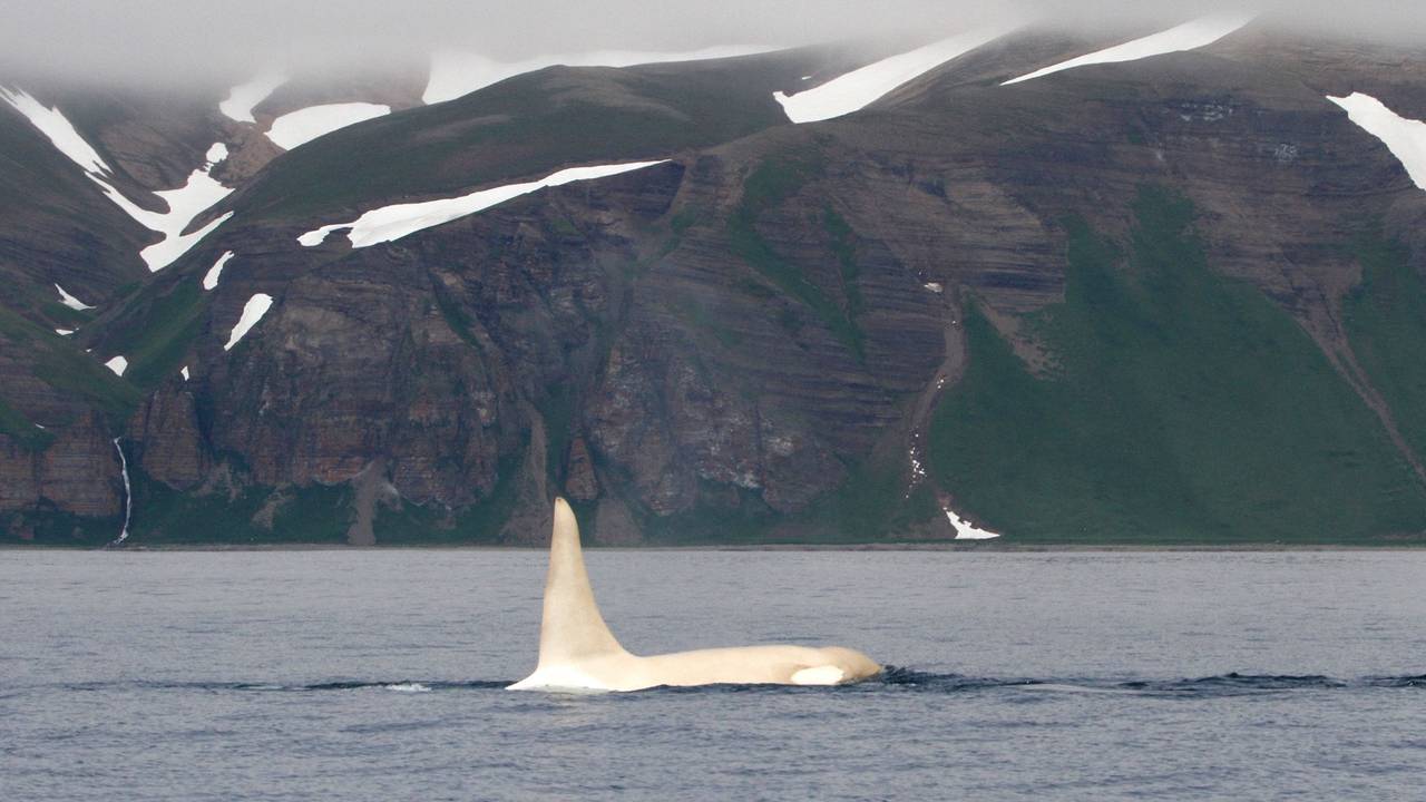 Das undatierte Handout-Foto zeigt einen weißen, „Iceberg“ getauften Schwertwal (Orcinus orca) in russischen Gewässern.