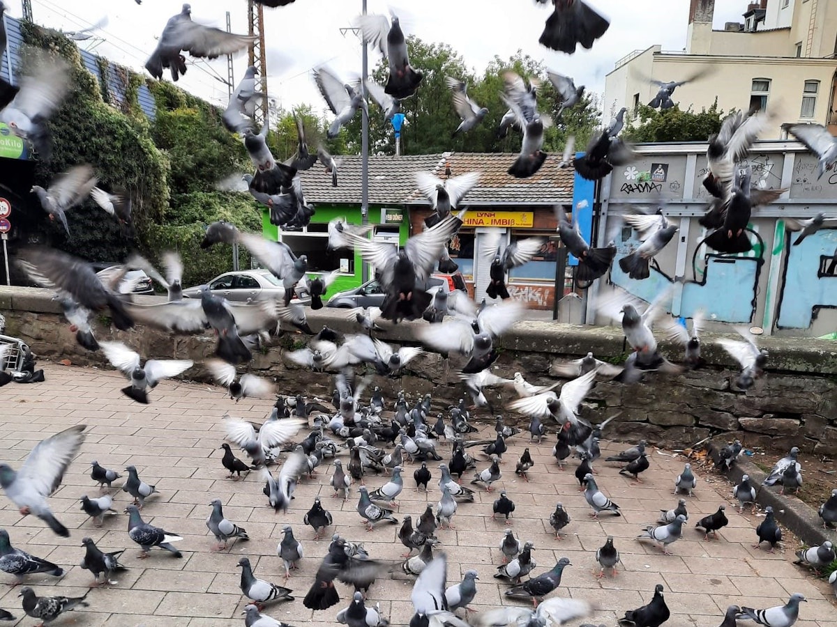 Tauben fliegen hoch, andere bevölkern einen Platz.