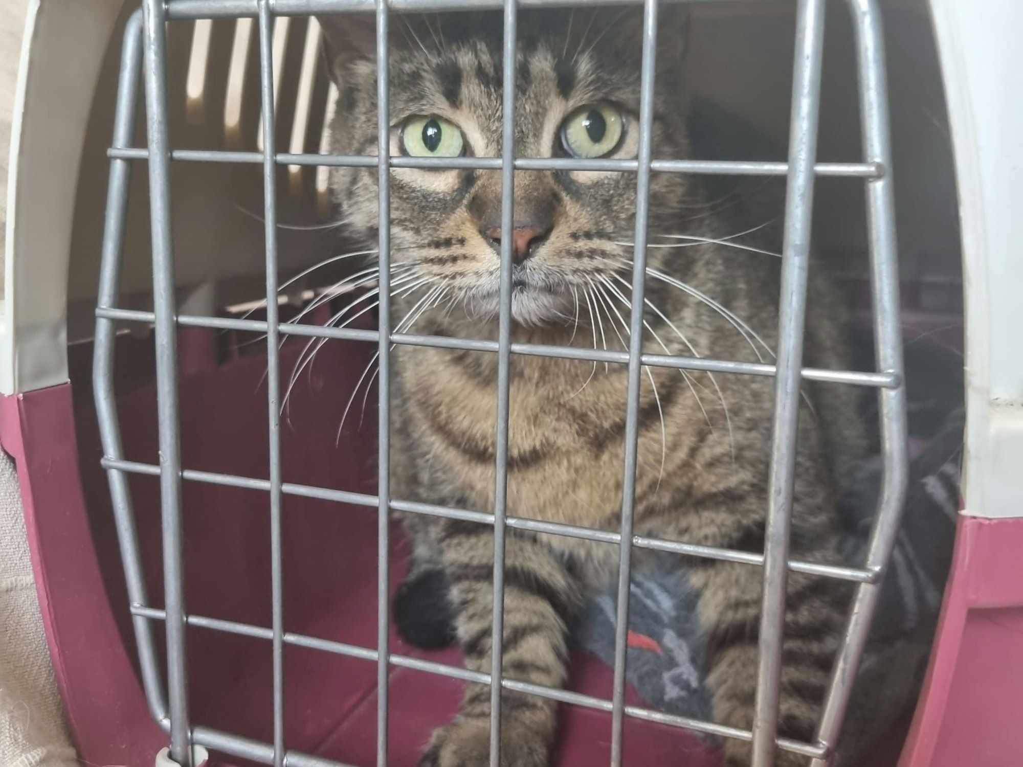 Kater Barney hockt in einer Tierbox.