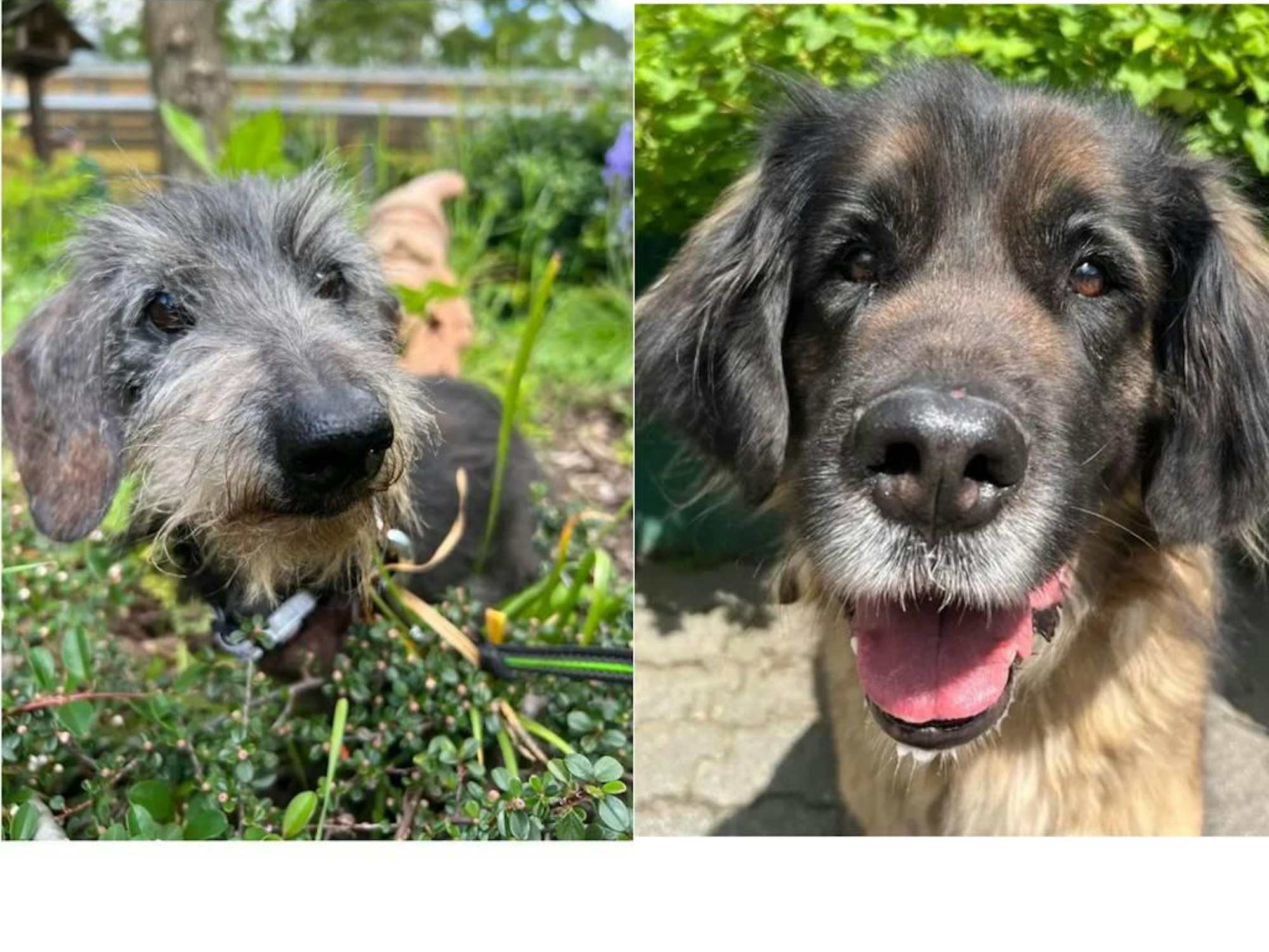 Fotos von den Hündinnen „Krümel“ und „Cyra“, nachdem sie zwei Wochen im Tierheim Dellbrück verbracht haben.