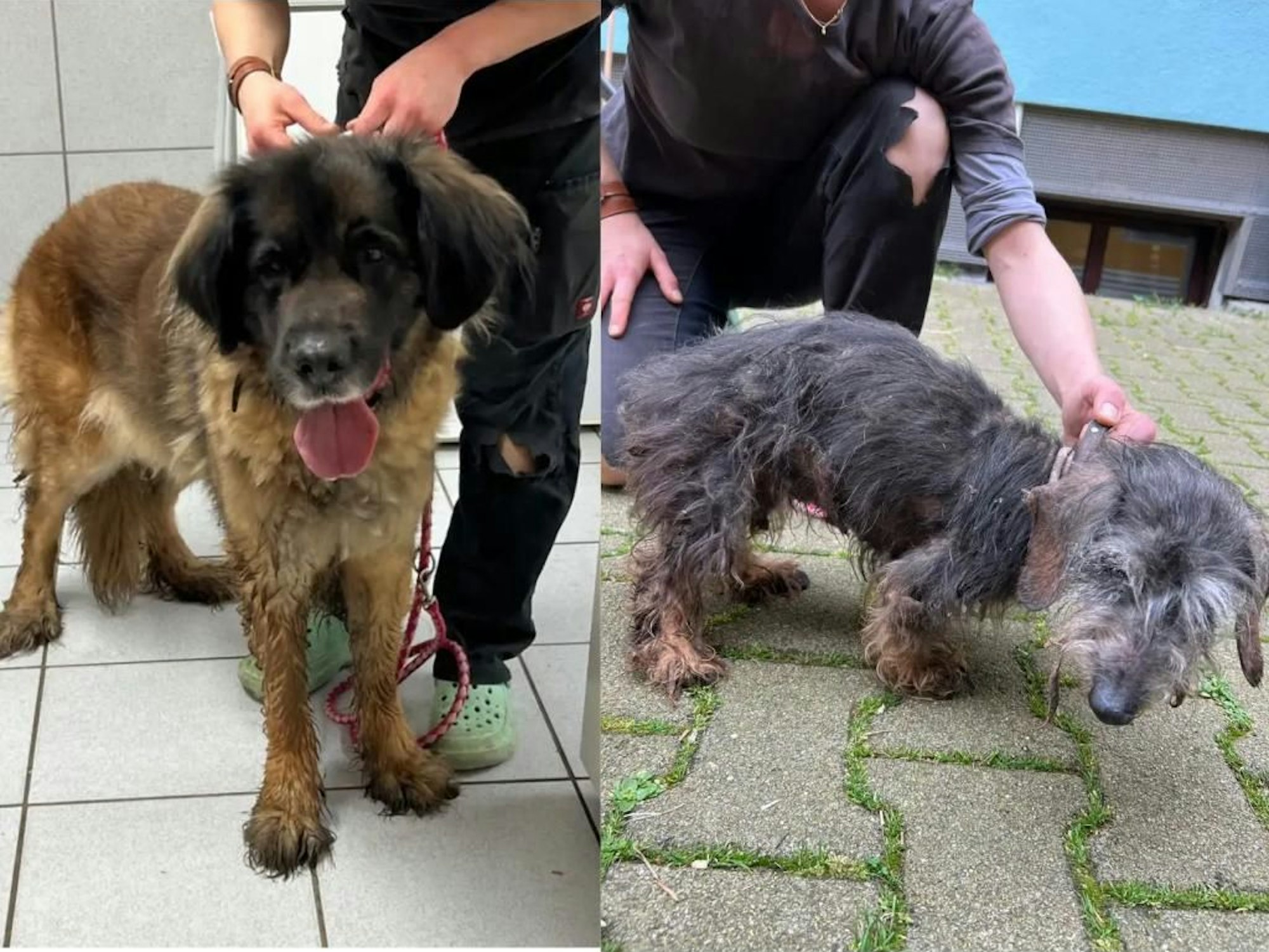 Fotos der beiden „Krümel“ und „Cyra“ in schlimmem Zustand.