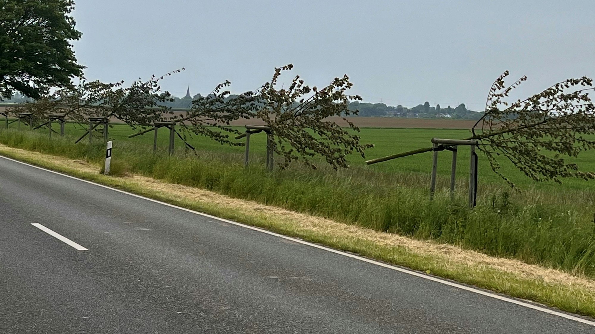 Ein Anblick, der fassungslos macht: In Pulheim-Stommeln wurden mehrere Bäume abgesägt.
