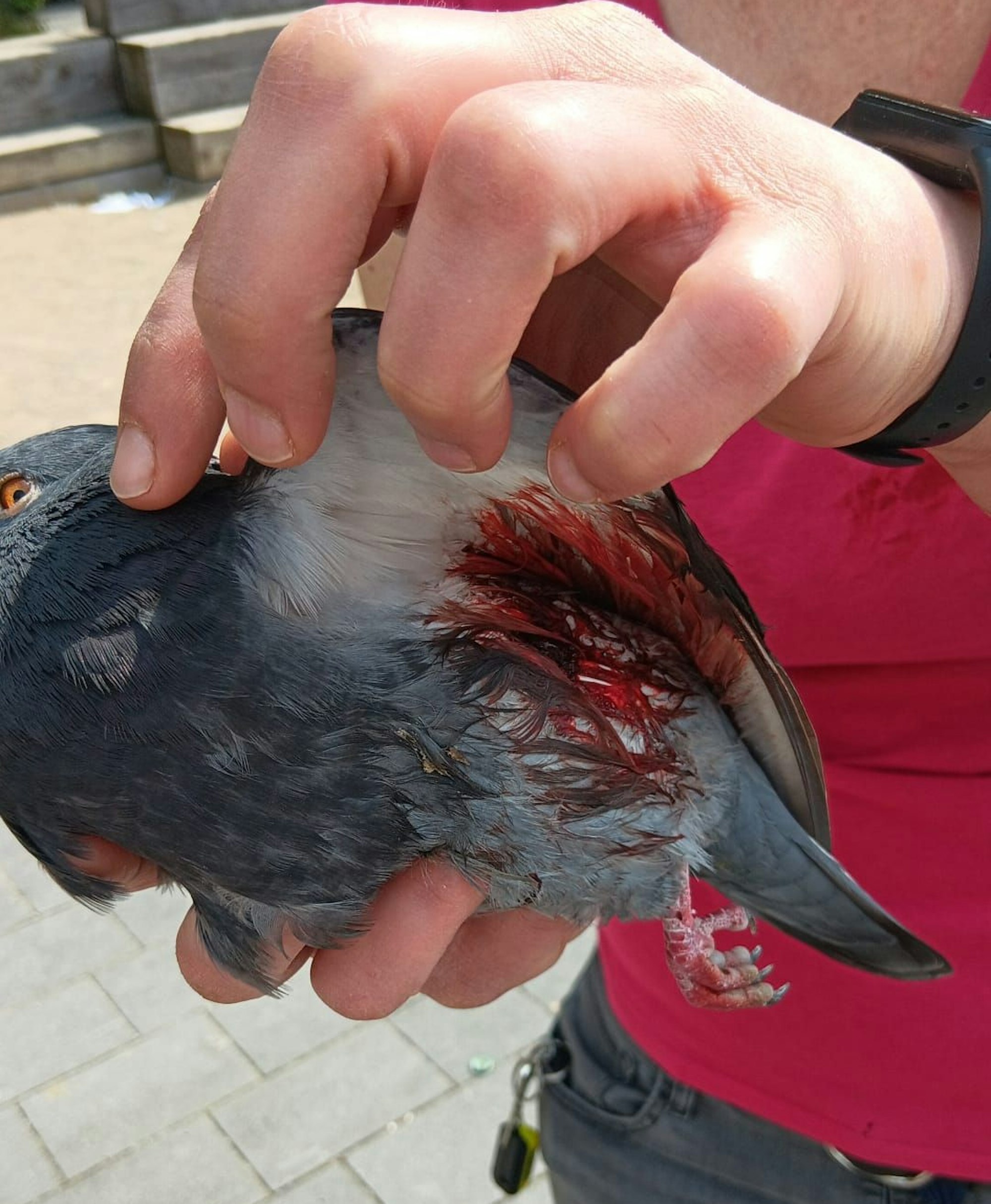 Eine verletzte Taube in Köln-Chorweiler.