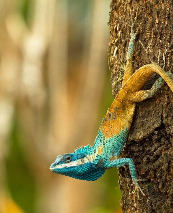 Die vom WWF zur Verfügung gestellte Aufnahme zeigt eine Blaukopf-Schönechse (Calotes goetzi) aus Kambodscha.