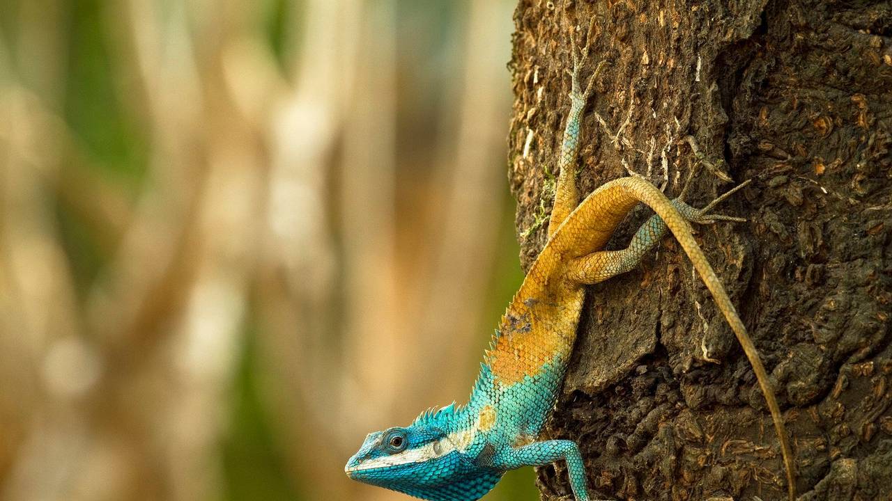 Die vom WWF zur Verfügung gestellte Aufnahme zeigt eine Blaukopf-Schönechse (Calotes goetzi) aus Kambodscha.