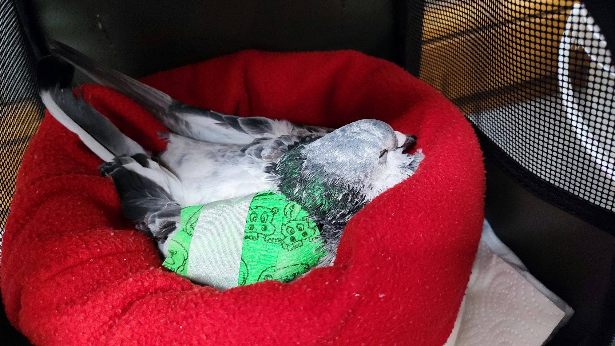 Eine Taube liegt mit verbundenem Flügel auf einer Decke.