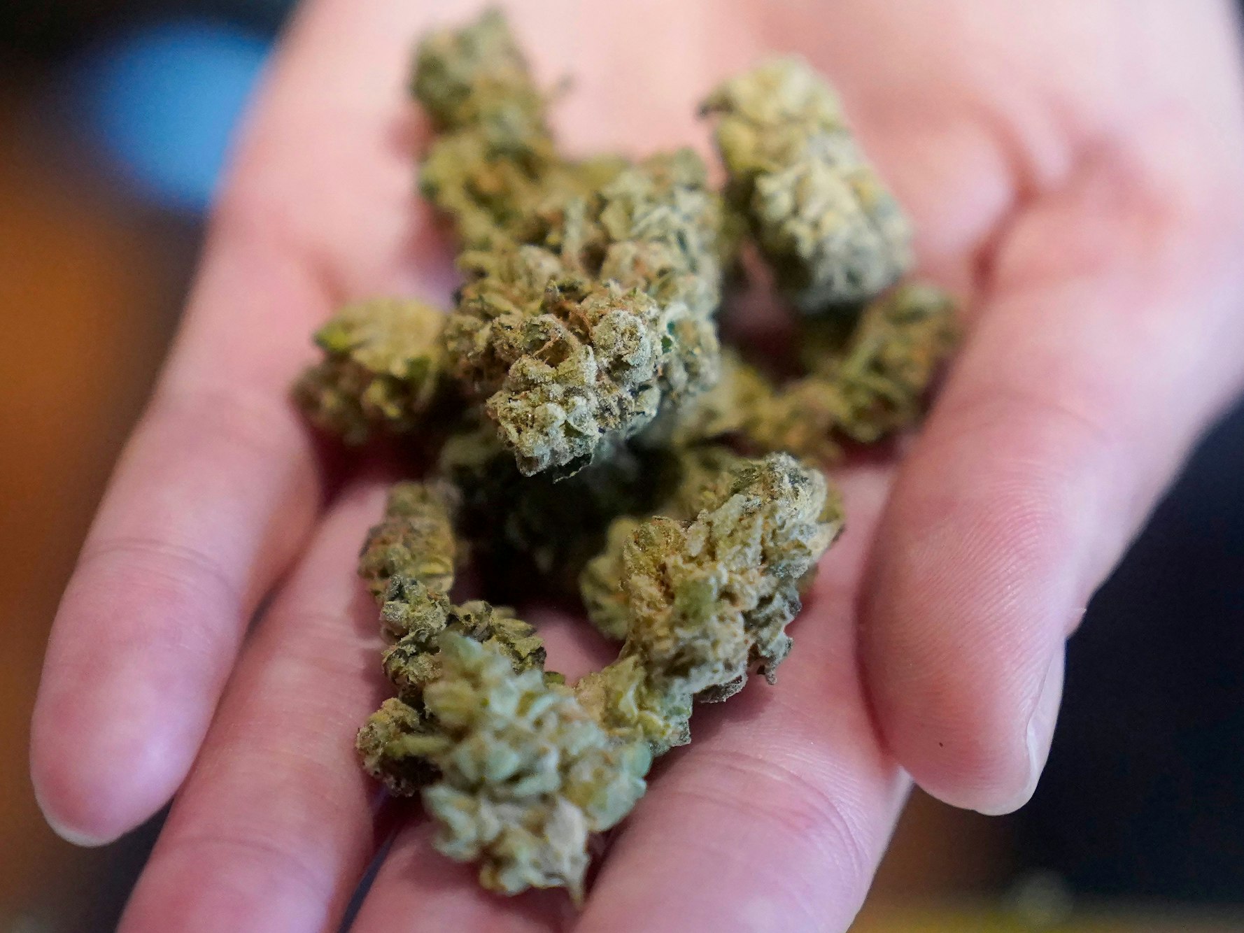 Ein Mann hält Cannabis in der Hand.