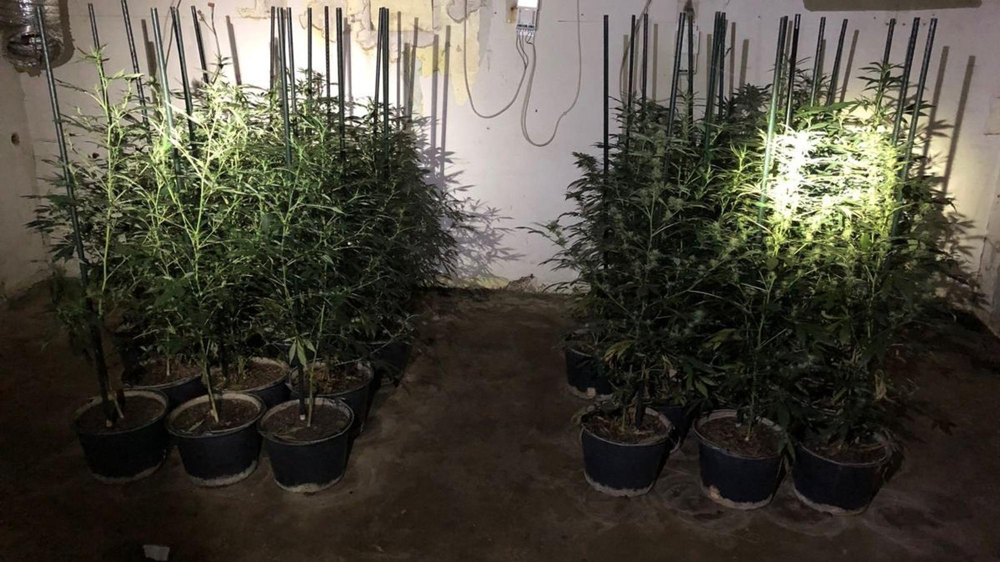 Das Foto zeigt eine Drogen-Plantage.