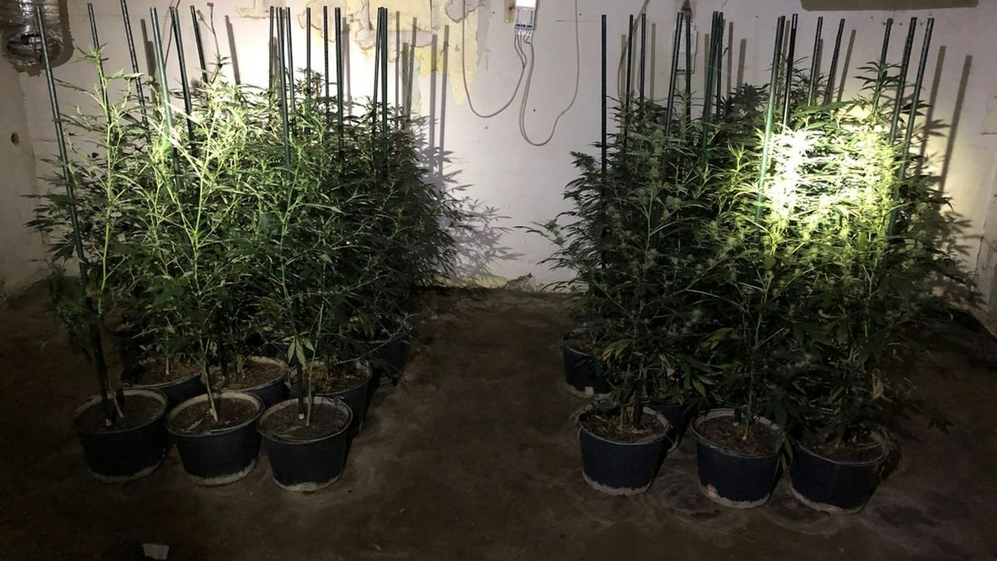 Das Foto zeigt eine Drogen-Plantage.