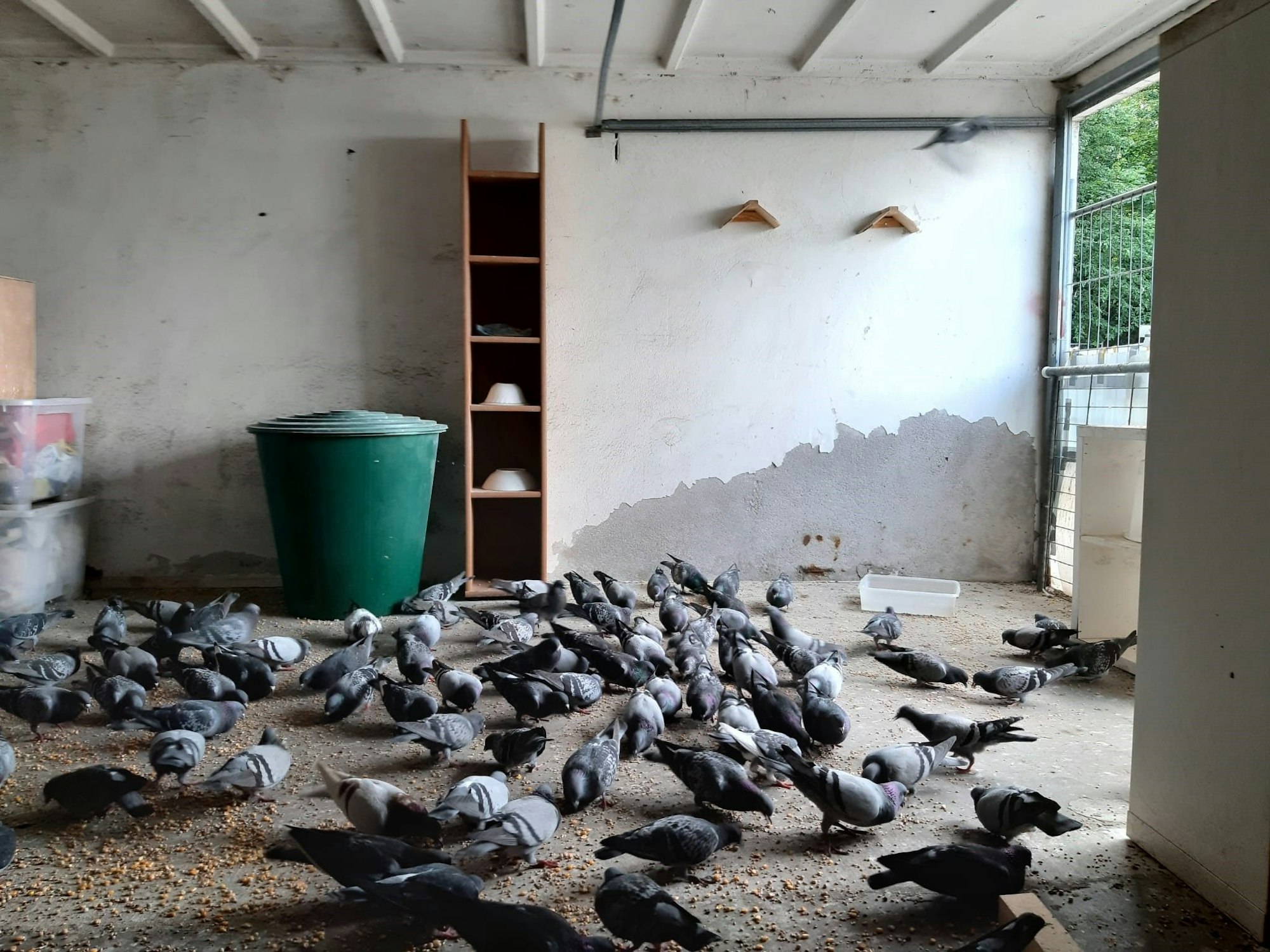 Die Taubengarage auf dem Grundstück des ehemaligen Real-Marktes in Porz.