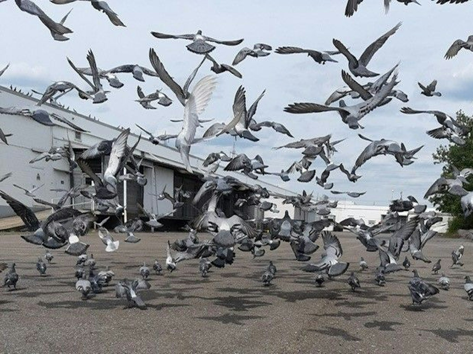 Zahlreiche Tauben, die fliegen oder auf dem Asphalt nach Futter suchen.