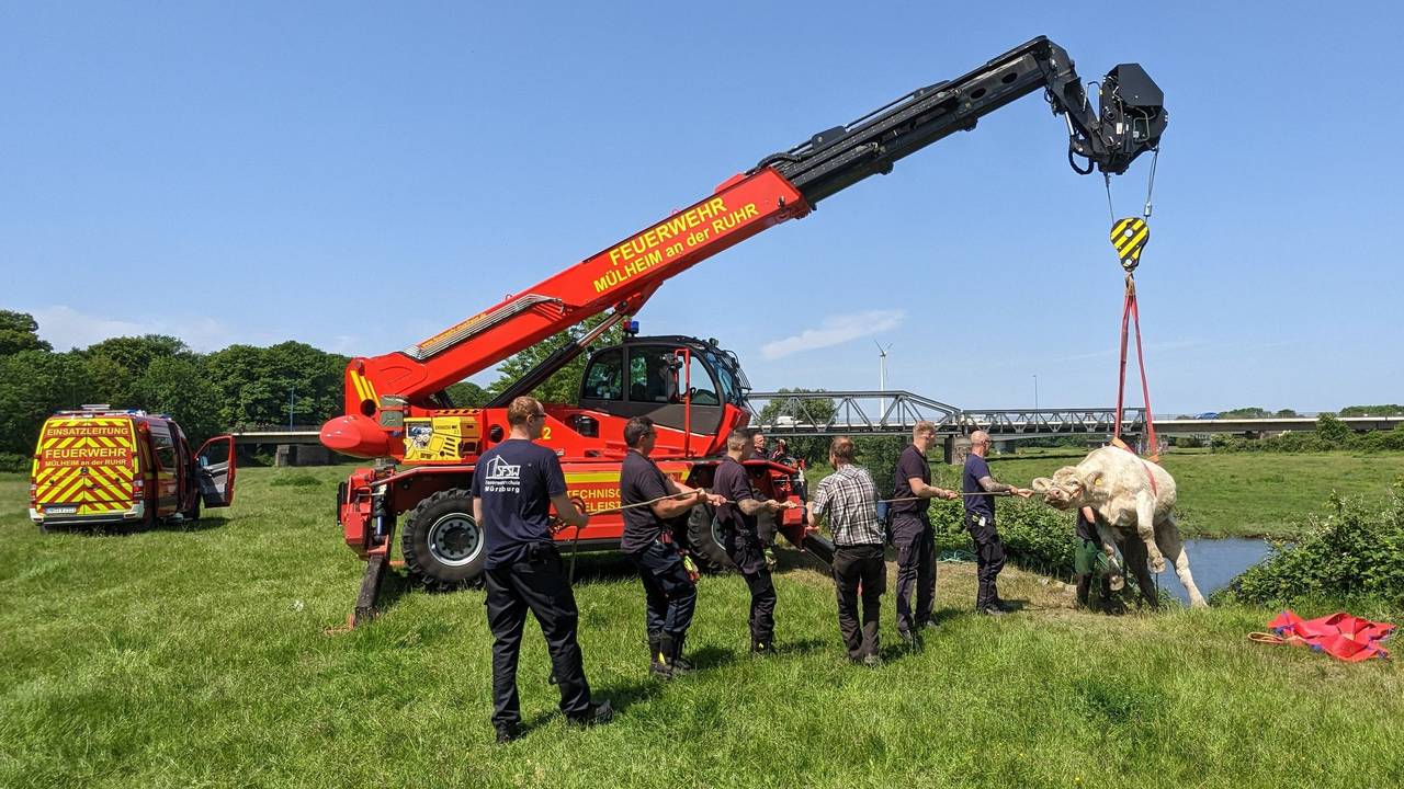 Eine Kuh wird per Kran wieder zurück auf die Wiese bugsiert.