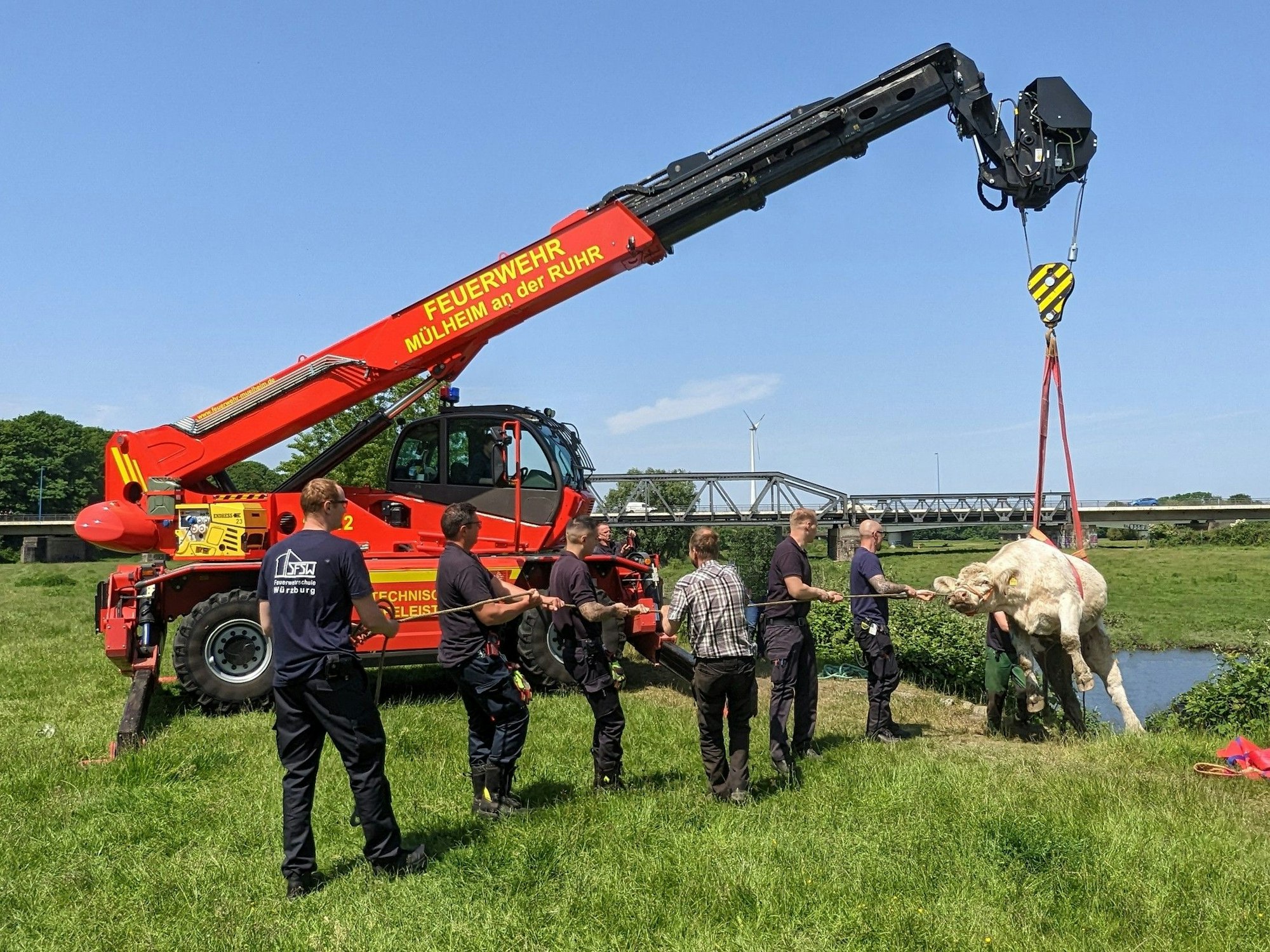 Eine Kuh wird per Kran wieder zurück auf die Wiese bugsiert.