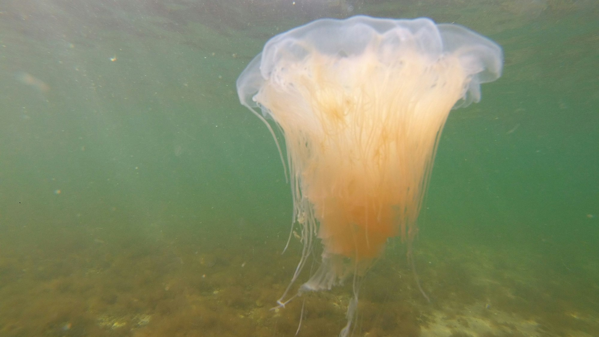 Eine Feuerqualle schwimmt vor der Lübecker Bucht im Wasser.