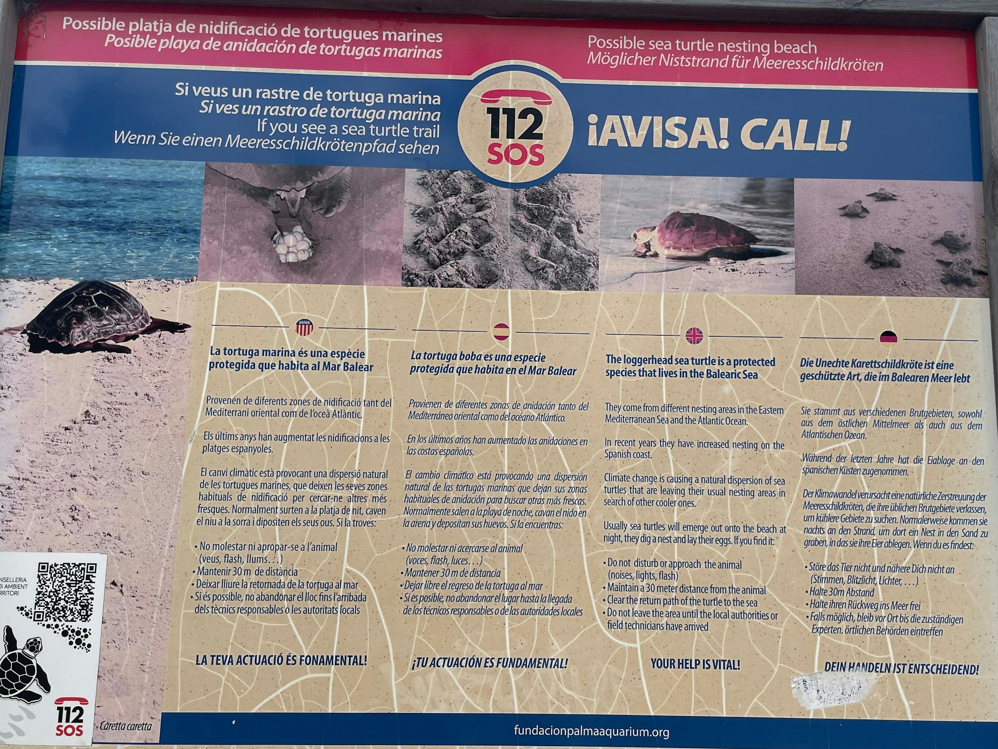 Ein Warnschild an der Playa de Palma soll nun die Urlauber und Urlauberinnen sensibilisieren. Es geht um eine bedrohte Tierart.