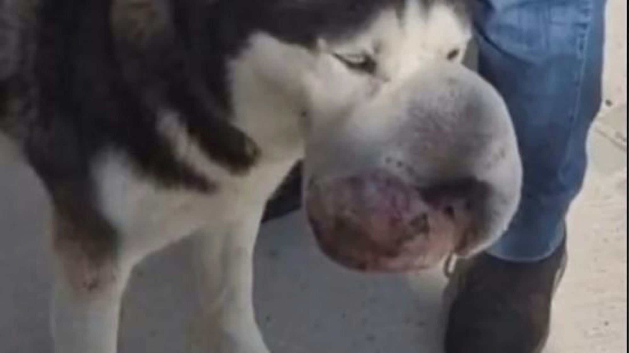 Rex vor seiner Operation mit dem großen sichtbaren Tumor an der Schnauze.