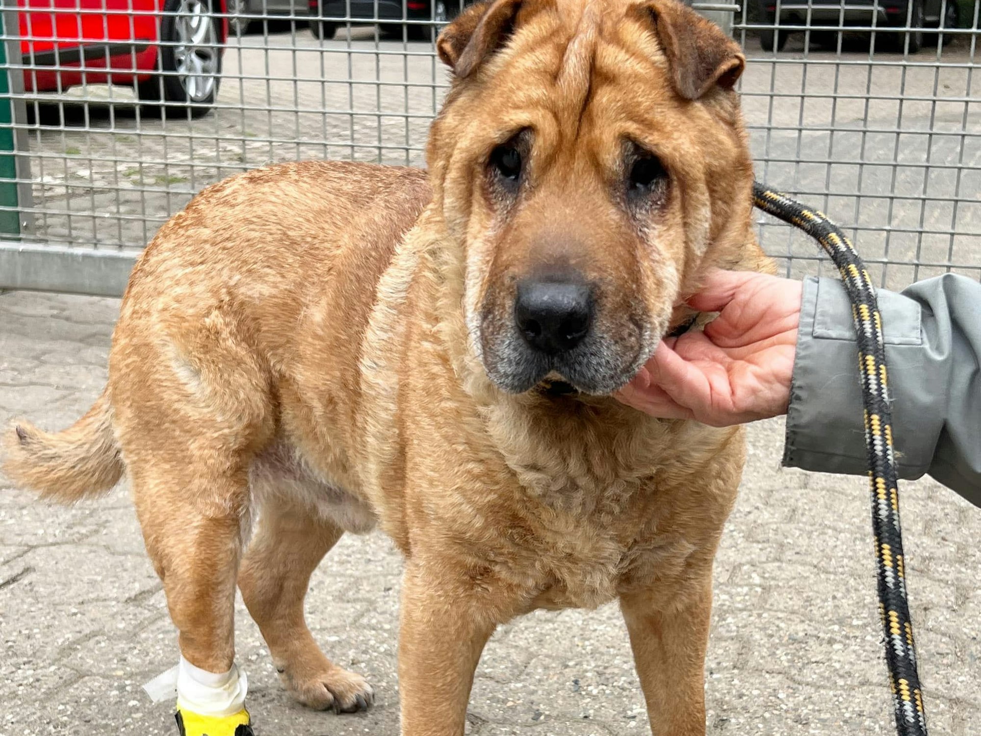 Hund „Sharpi“ trägt an der hinteren Pfote einen Verband.