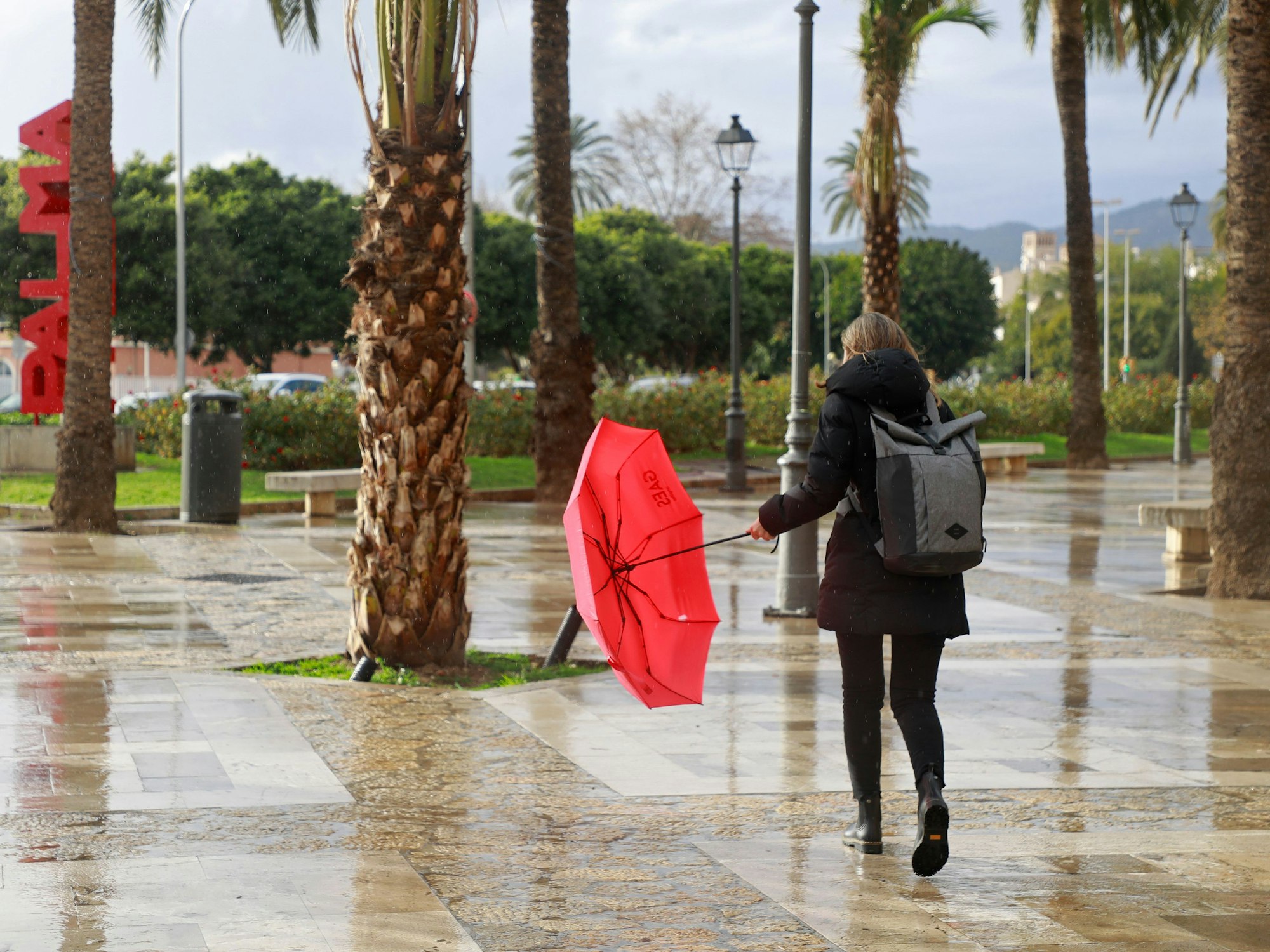 Eine Frau mit einem roten Regenschirm geht vorbei an Palmen in Palma auf Mallorca, hier im Januar 2023.