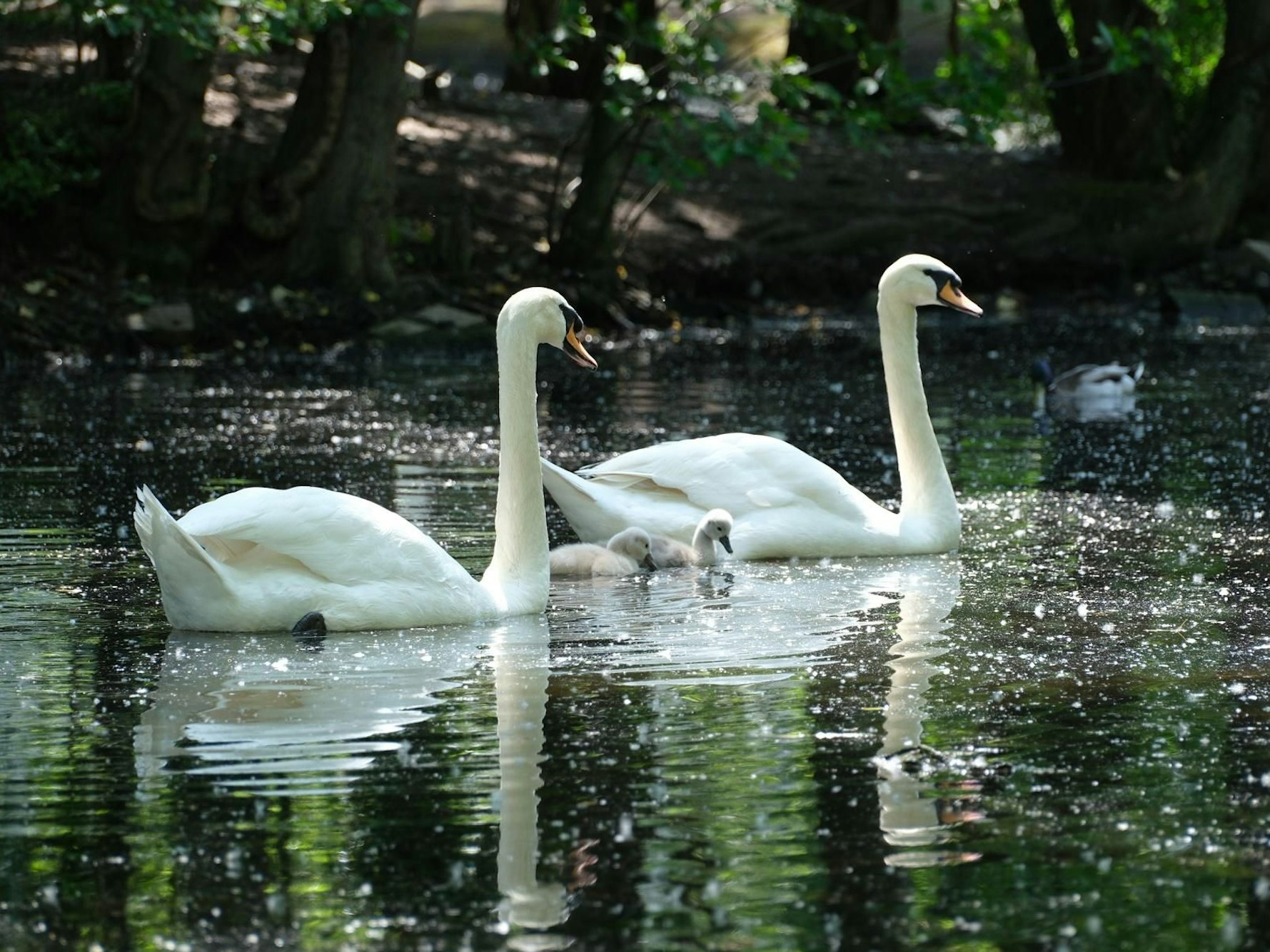 Dieses Schwanenpaar hat nur noch zwei von vier Küken, die beiden anderen wurden getötet.
