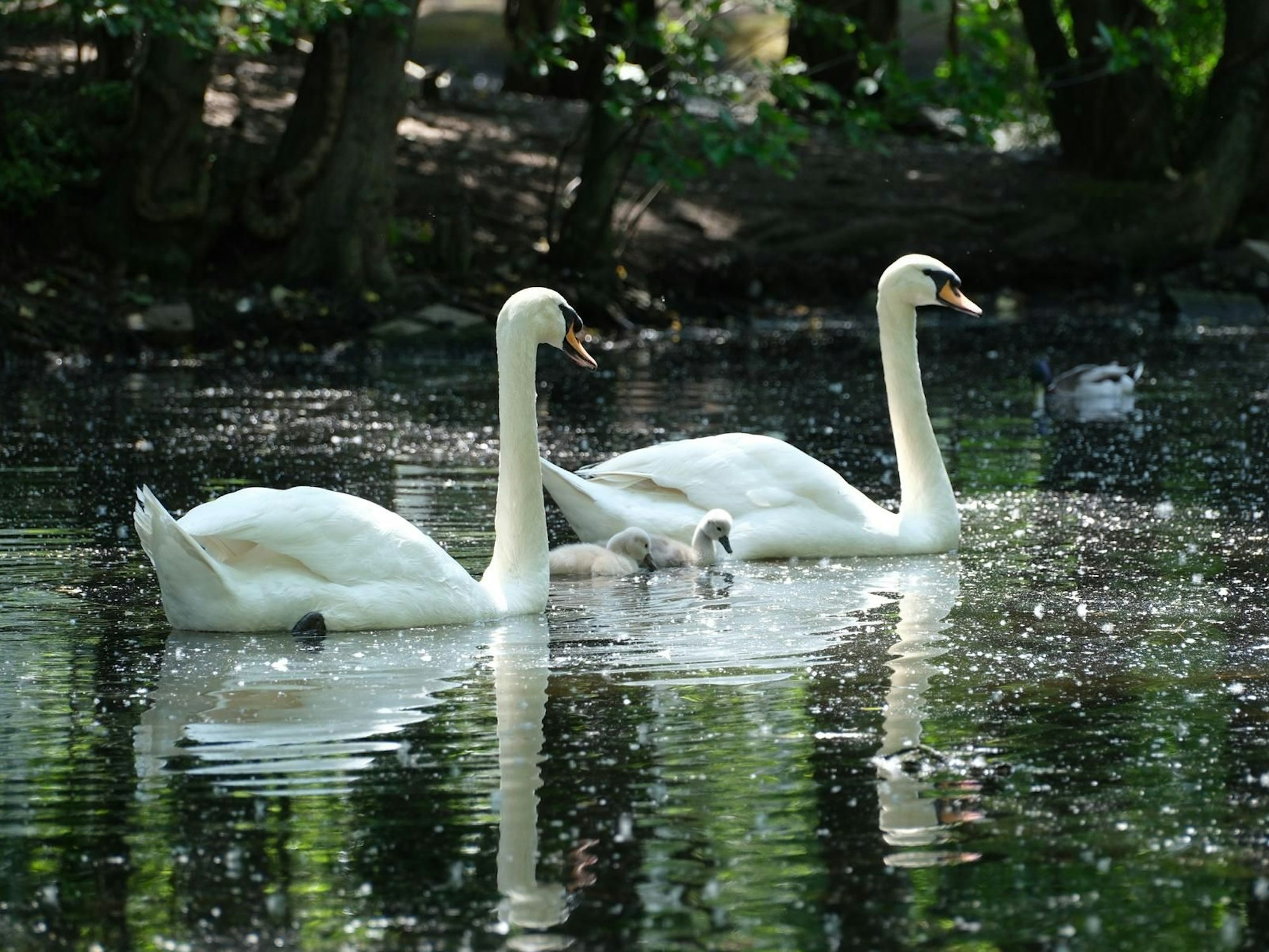 Dieses Schwanenpaar hat nur noch zwei von vier Küken, die beiden anderen wurden getötet.