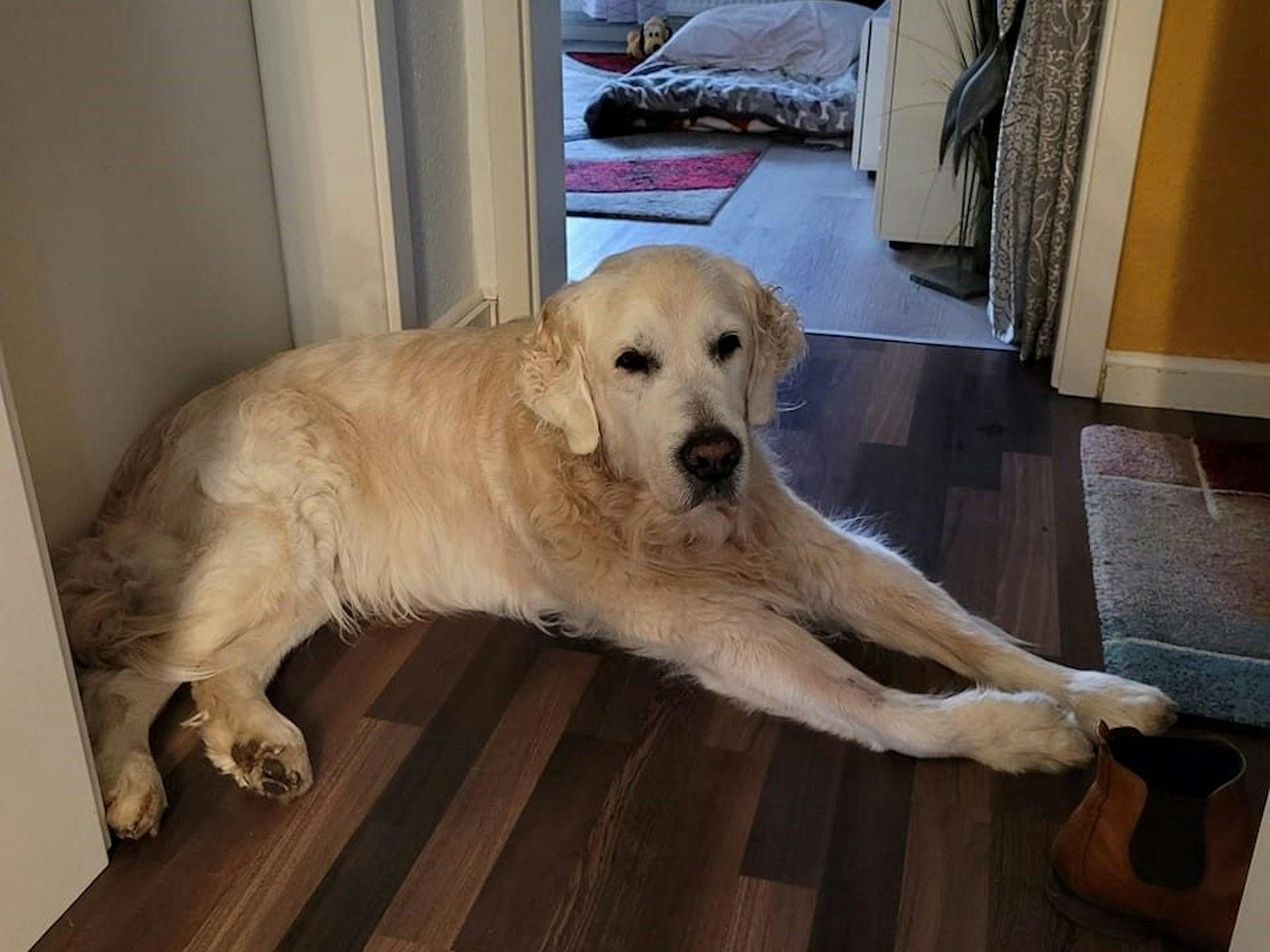 Golden-Retriever Spike liegt auf dem Boden.