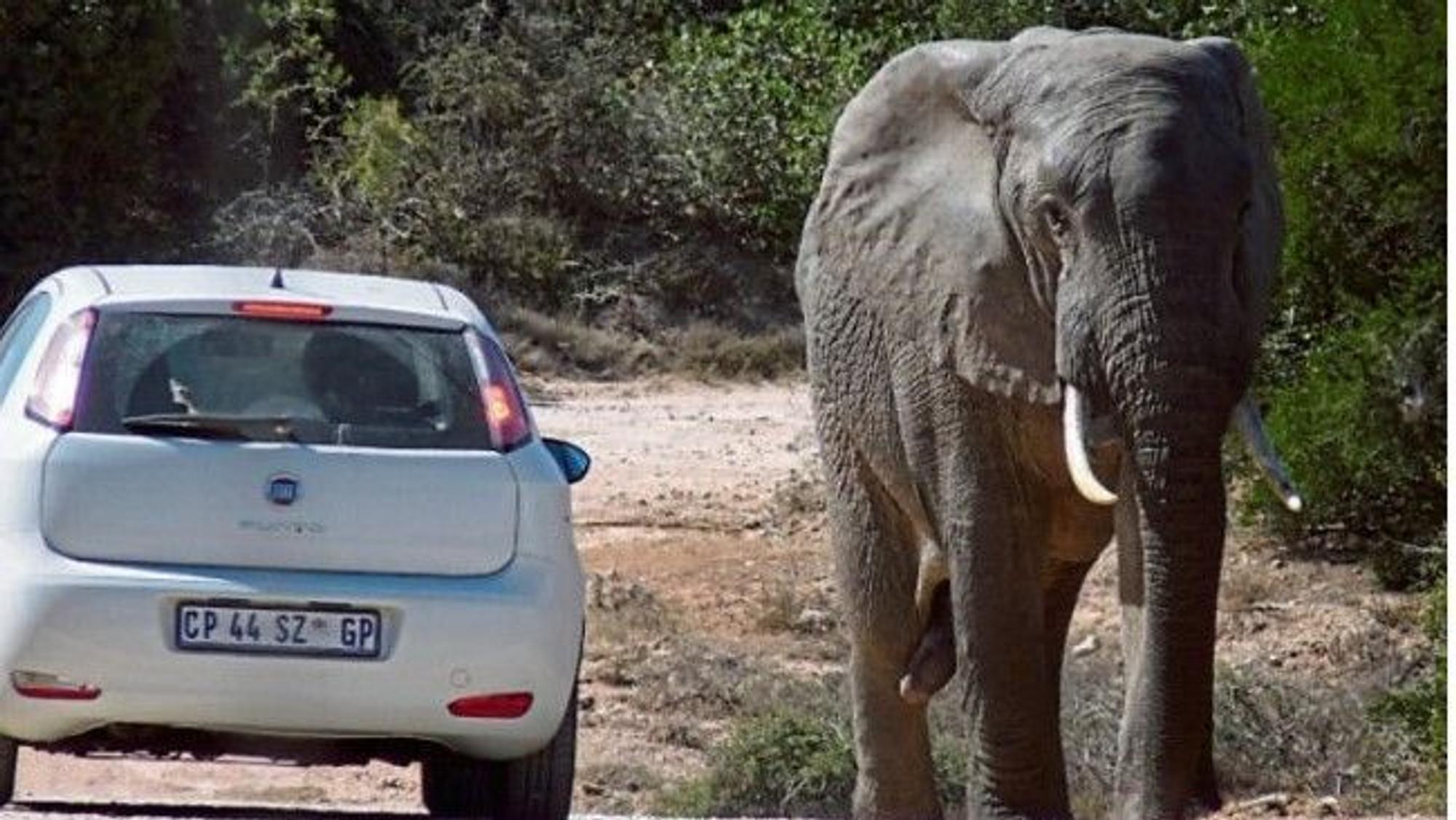 Ein Elefant und ein Auto im Addo Elephant Park in Südafrika.