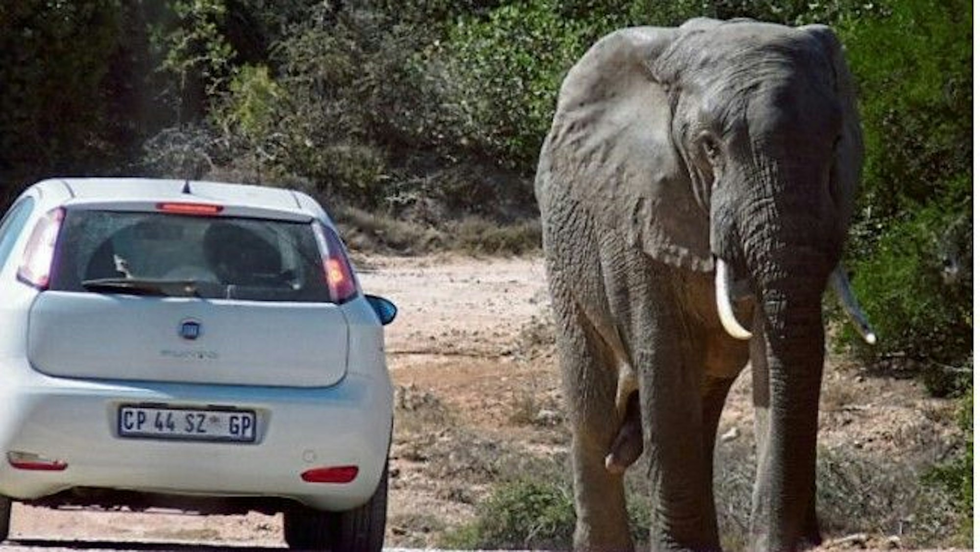 Ein Elefant und ein Auto im Addo Elephant Park in Südafrika.