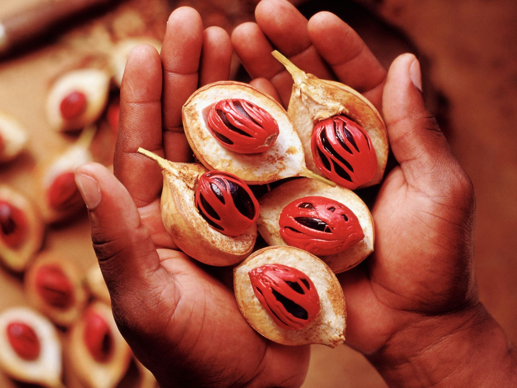 Muskatnüsse im Ganzen.