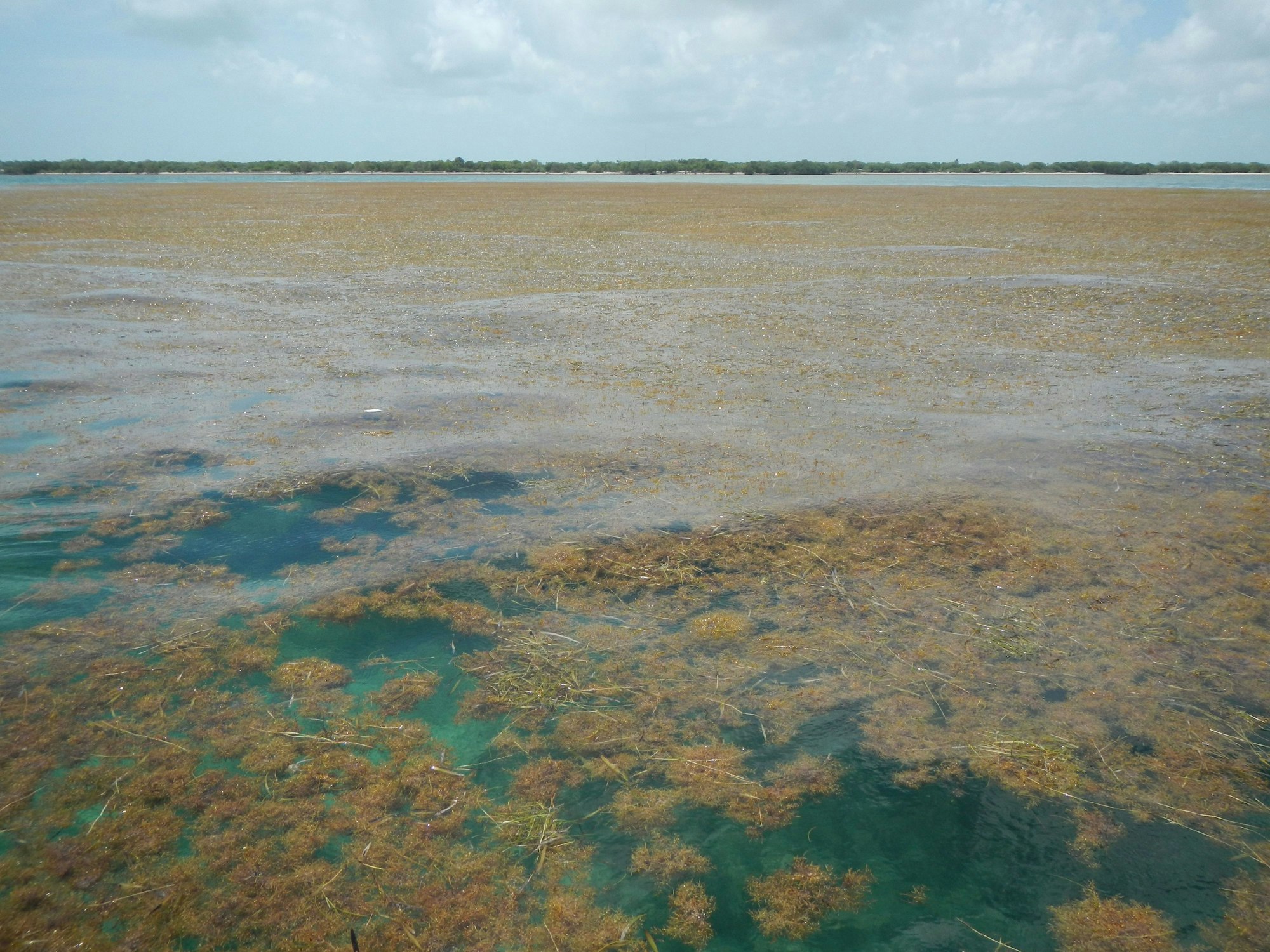 Algen bedecken das Meer am Strand der Florida Keys, hier im Juli 2014.