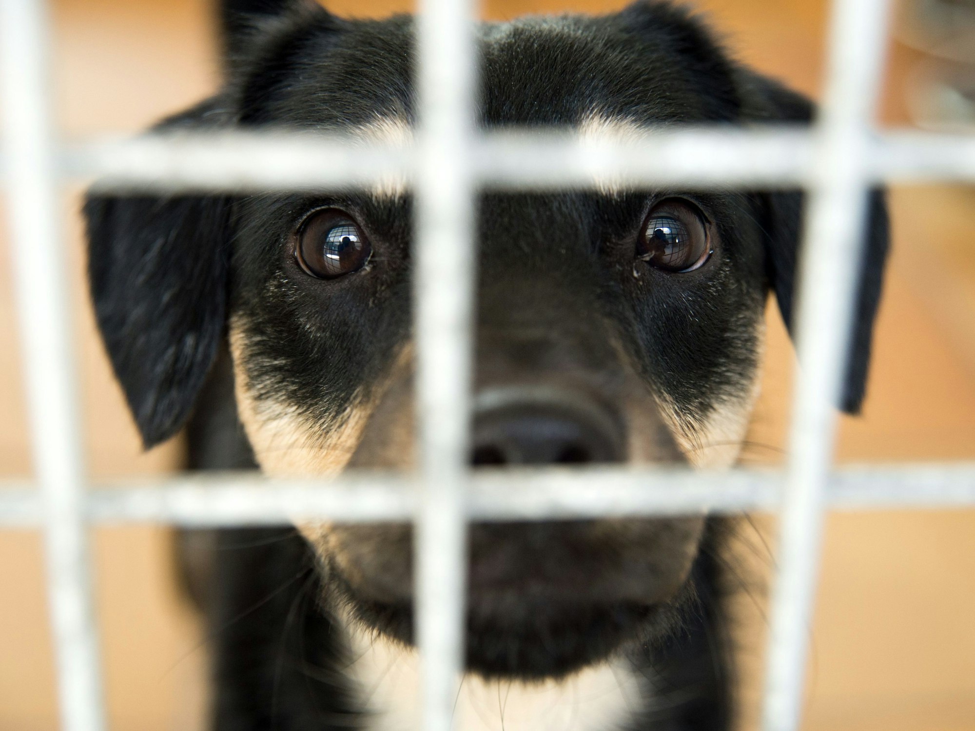 Ein Hund schaut durch ein Zwingergitter.