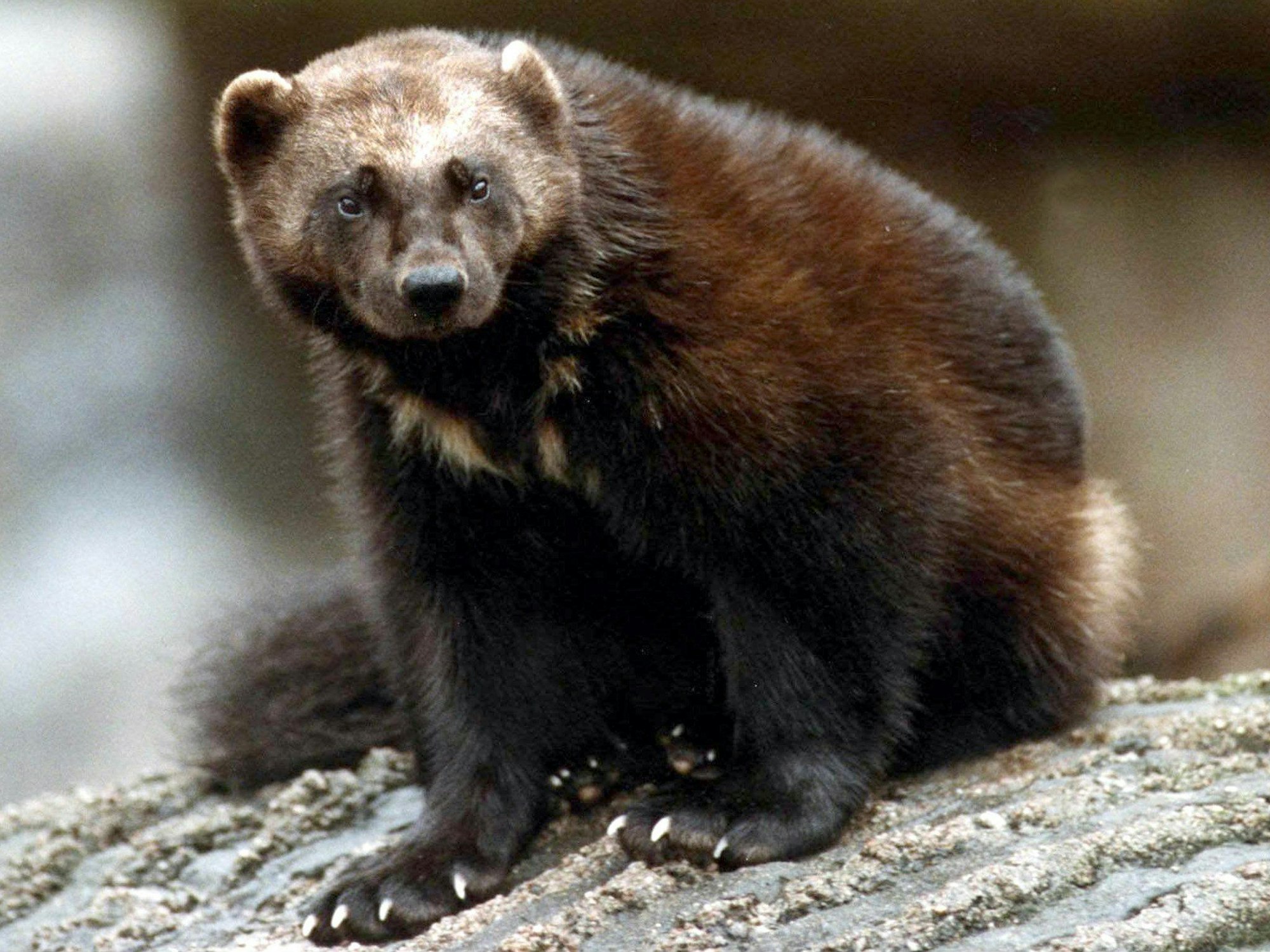 Vielfraß sitzt auf steinigem Untergrund.