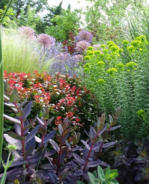 Stauden-Puzzle mit Fetthenne (Sedum), Steppen-Wolfsmilch (Euphorbia seguieriana ssp. niciciana) und Chinaschilf (Miscanthus).