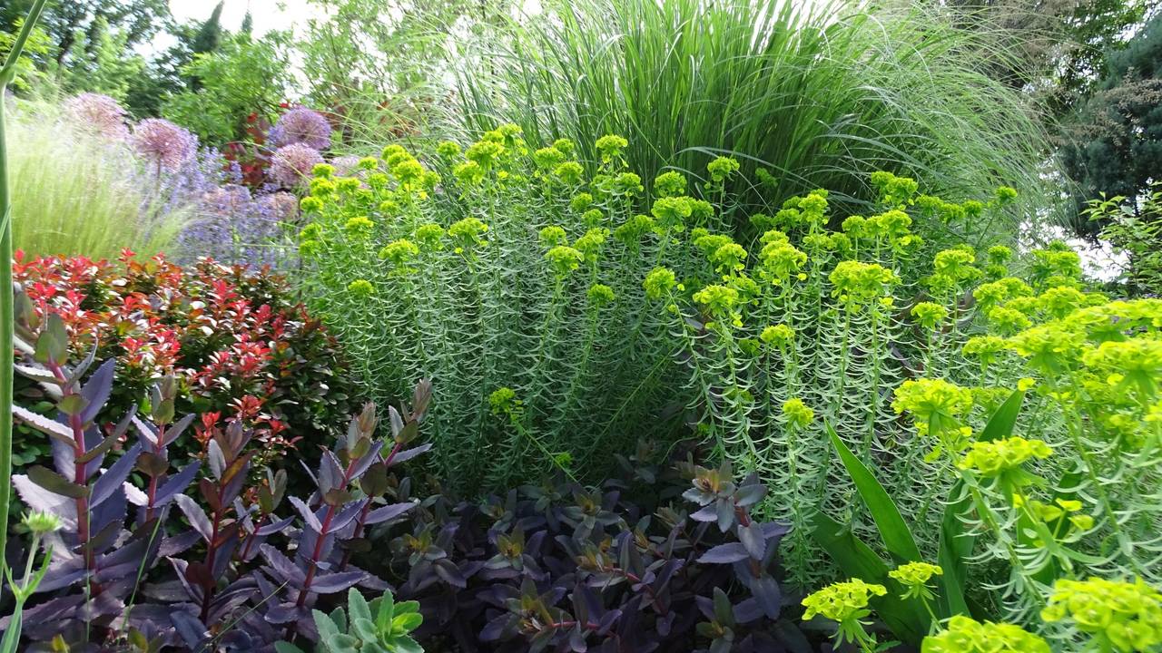 Stauden-Puzzle mit Fetthenne (Sedum), Steppen-Wolfsmilch (Euphorbia seguieriana ssp. niciciana) und Chinaschilf (Miscanthus).