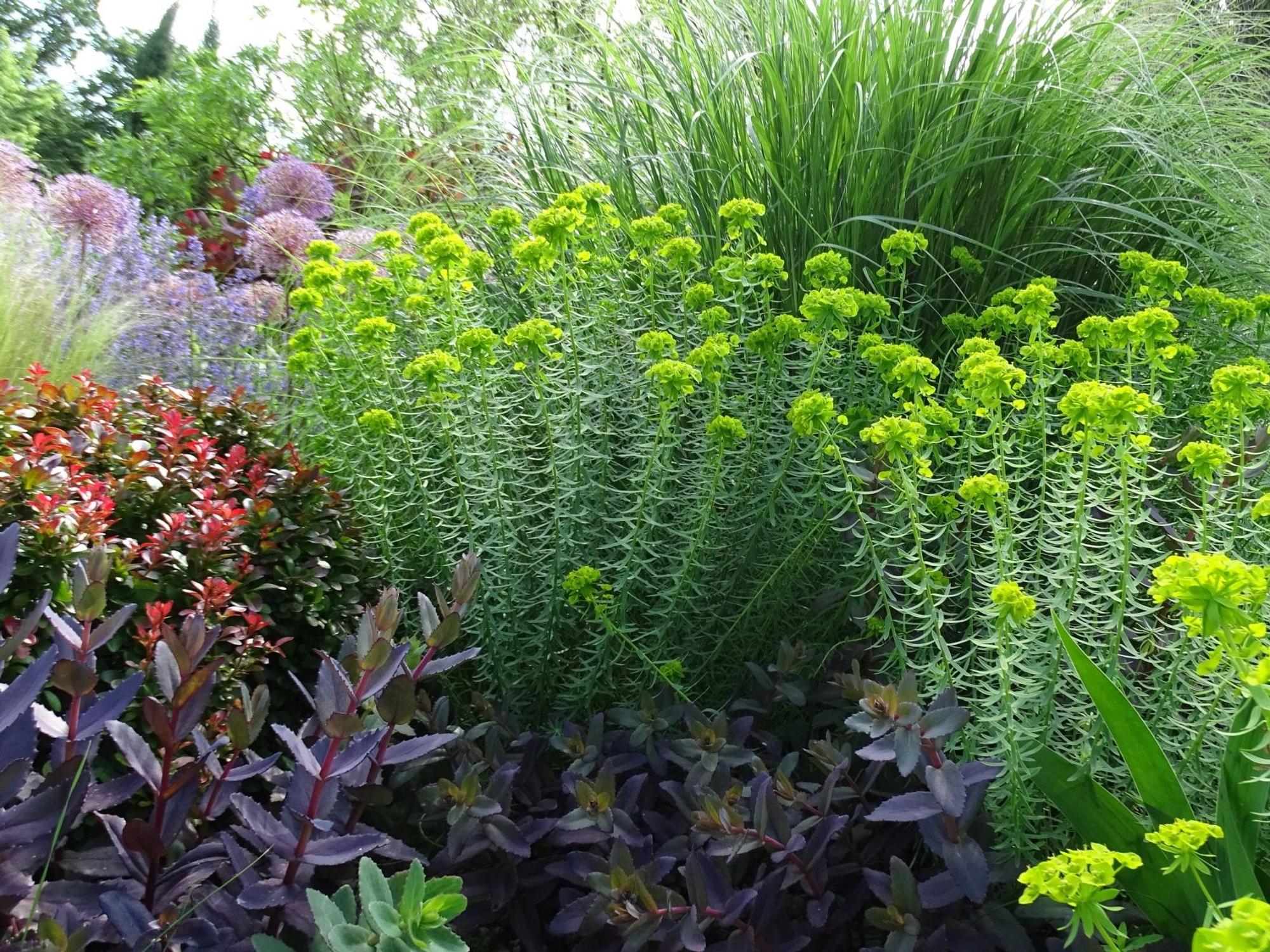 Stauden-Puzzle mit Fetthenne (Sedum), Steppen-Wolfsmilch (Euphorbia seguieriana ssp. niciciana) und Chinaschilf (Miscanthus).