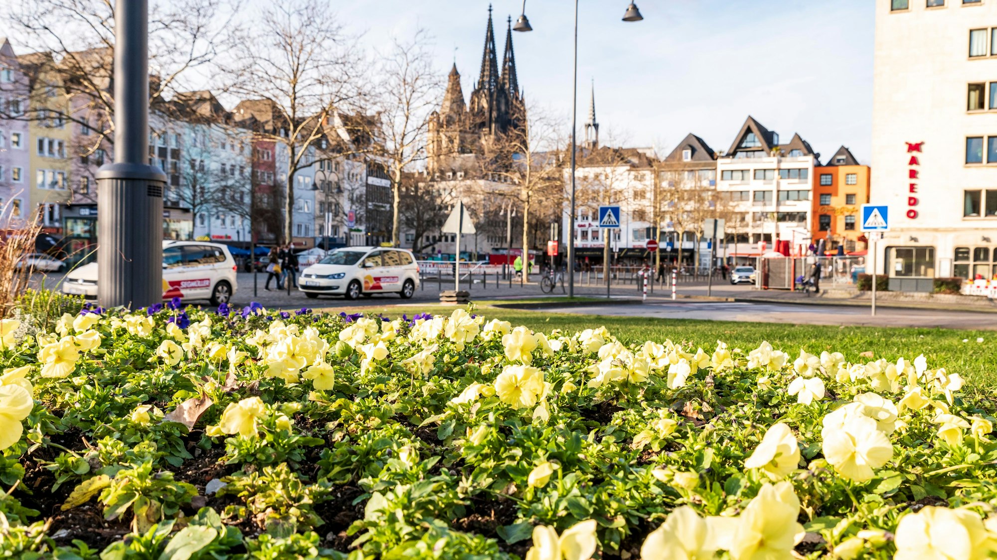 Blühende Alpenveilchen auf einer Grünfläche am Heumarkt in der Kölner Altstadt.
Im Hintergrund ist das Altstadt-Panorama und der Kölner Dom zu sehen.