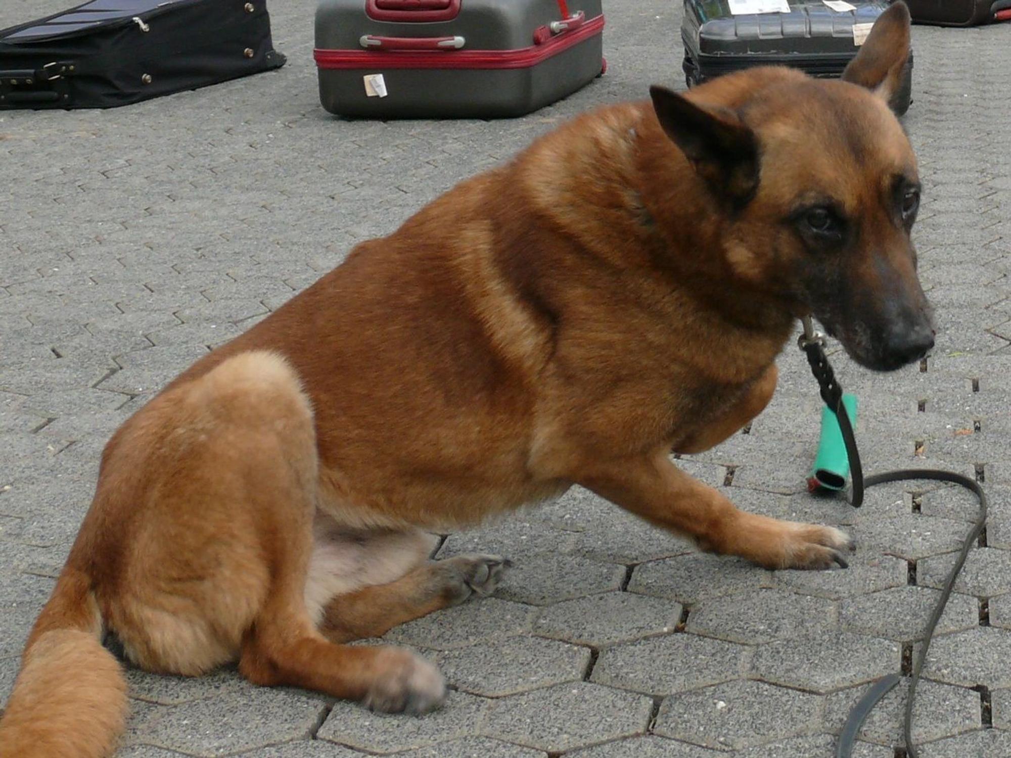 Zollhund Brego geht für den Kölner Zoll auf die Suche nach Schmuggelware.