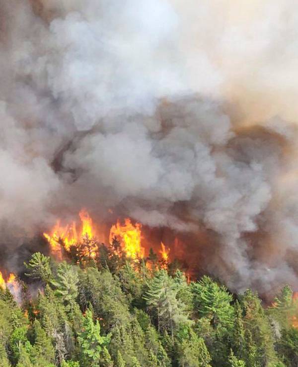 Ein Wald steht in Flammen.