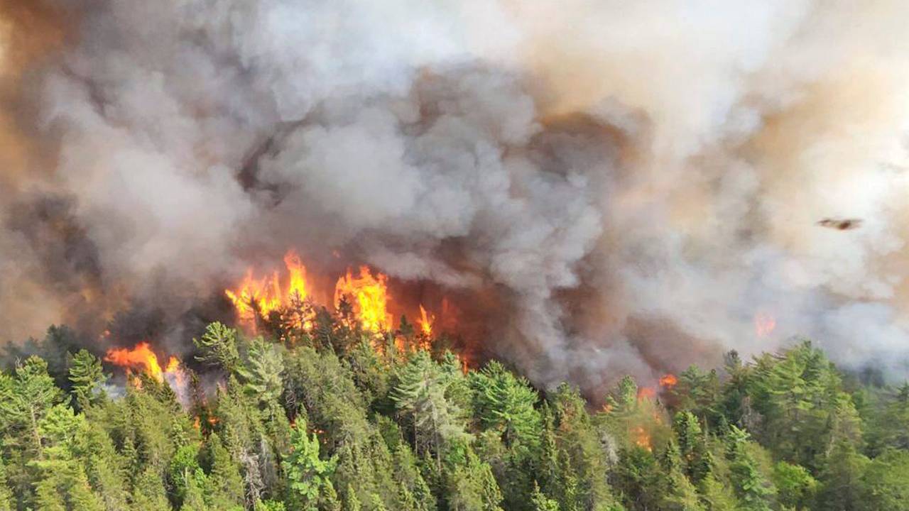 Ein Wald steht in Flammen.