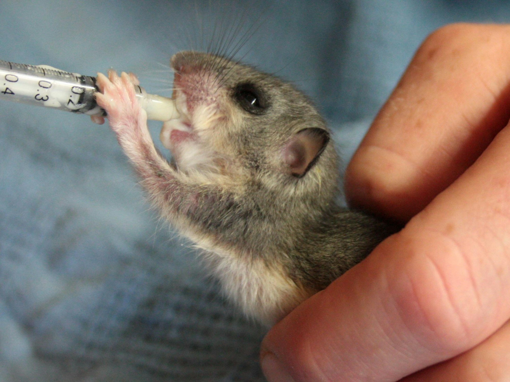 Ein Mitarbeiter des Opel-Zoos in Kronberg (Foto von 2011) füttert ein Siebenschläfer-Baby.