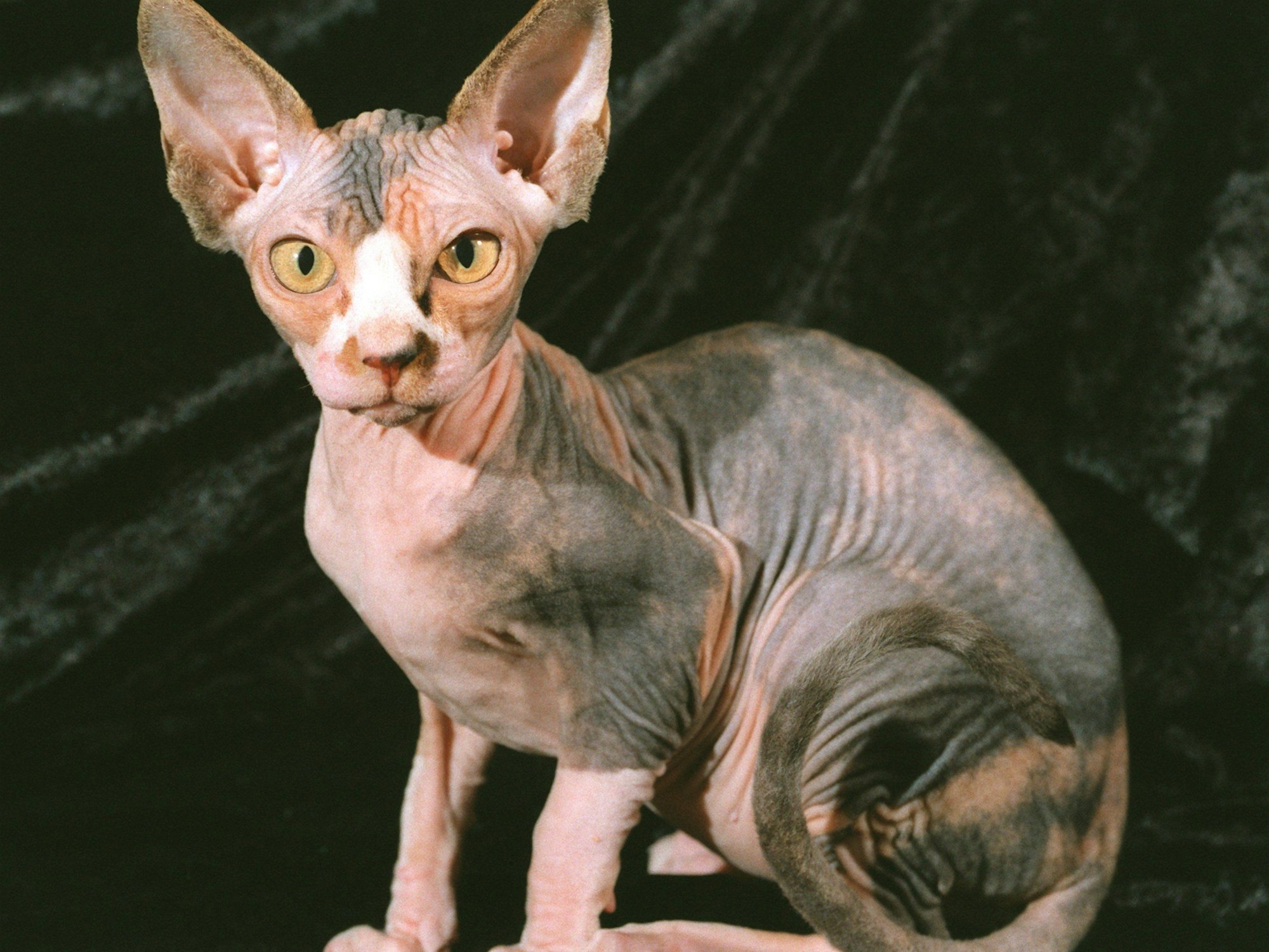 Das Foto zeigt eine seltene Nacktkatzen-Züchtung. In Erftstadt wurden jetzt zwei ähnliche Nacktkatzen gefunden.