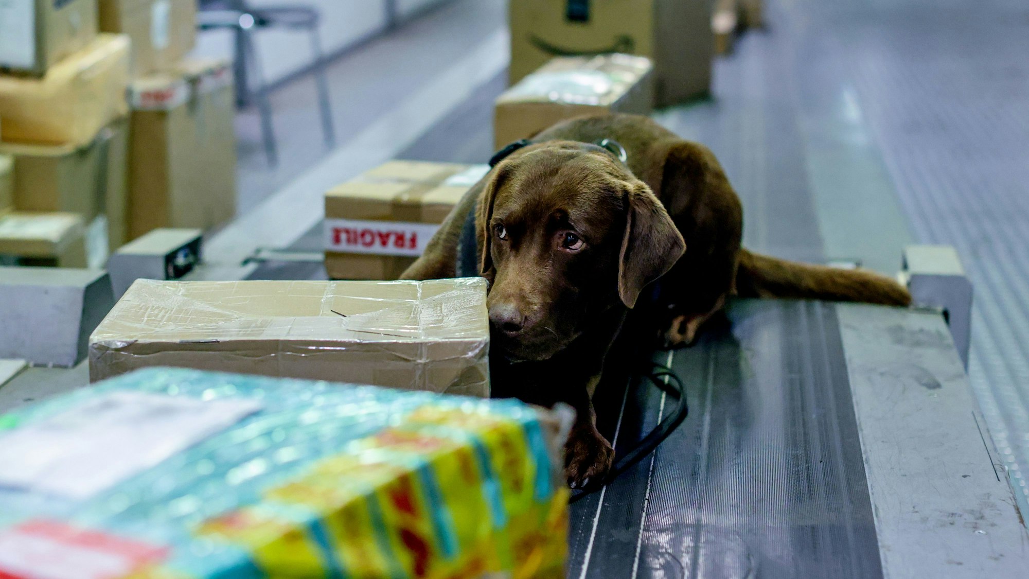 Drogenspürhund liegt auf einem Förderband und zeigt einen Fund am Flughafen Köln/Bonn an.