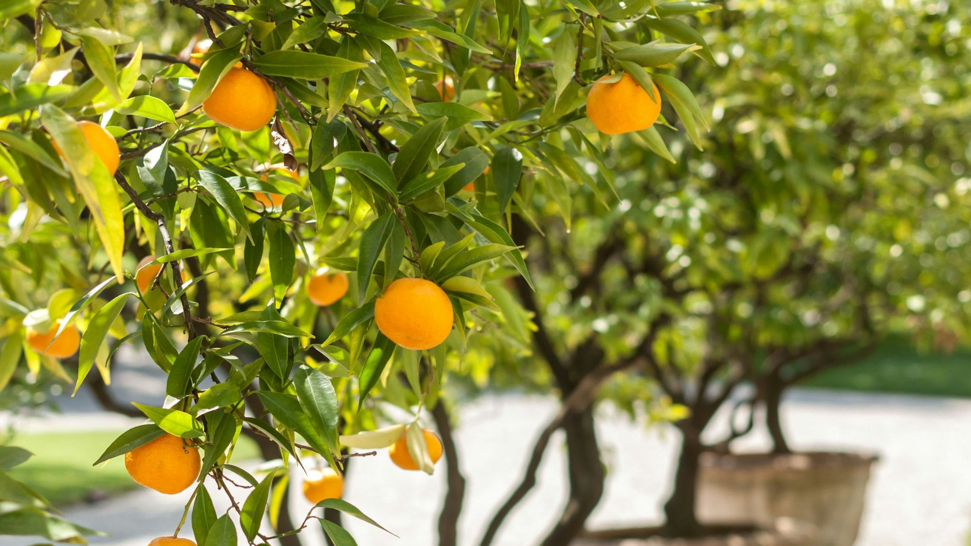 Mandarinenbaum in einem Garten