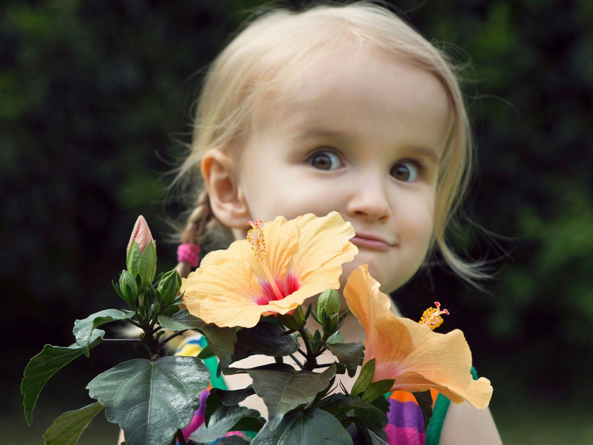 Hibiskus oder Eibisch im Topf