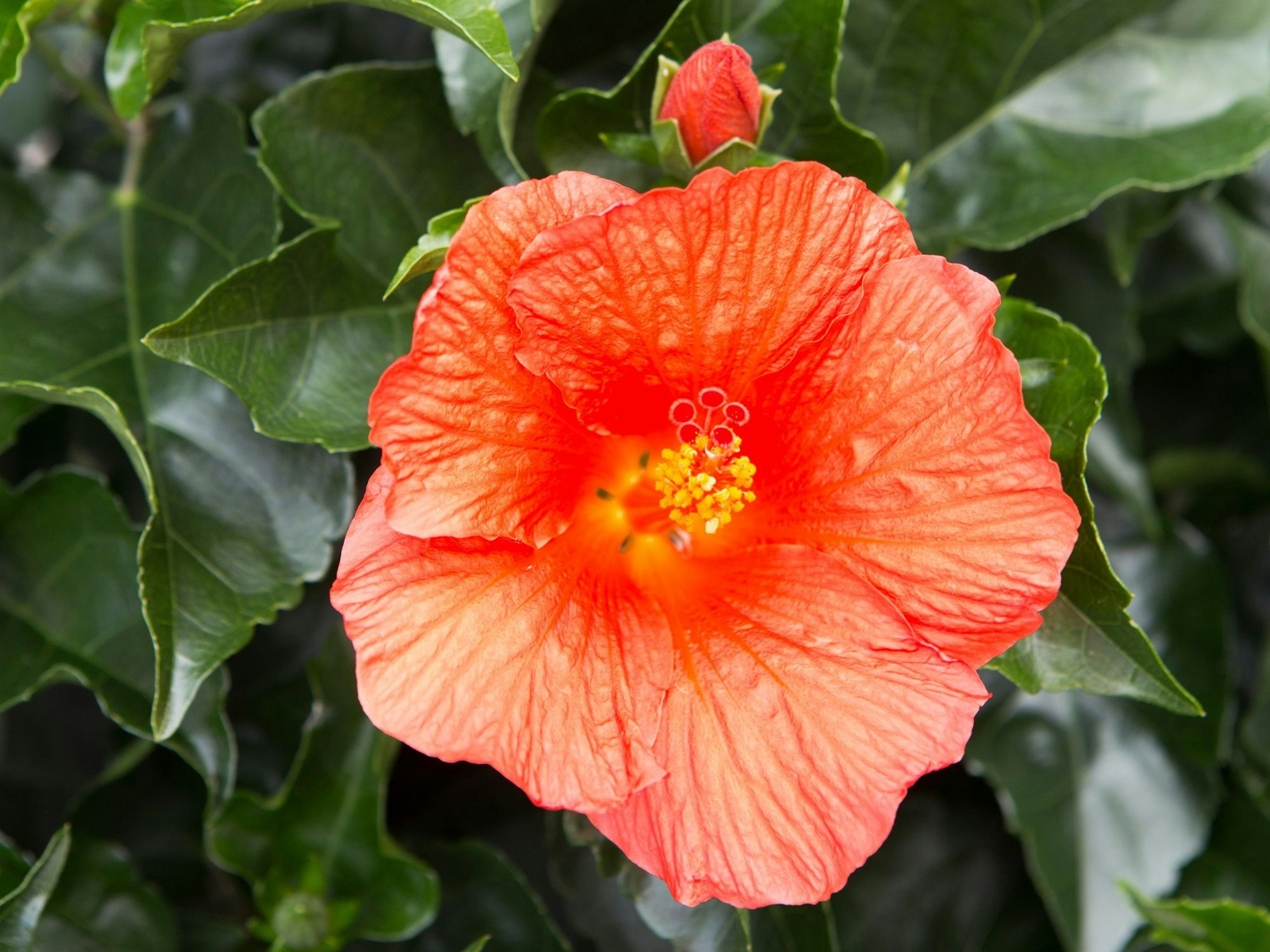 Die Blüten des Hibiskus können bis zu zwölf Zentimeter groß werden.